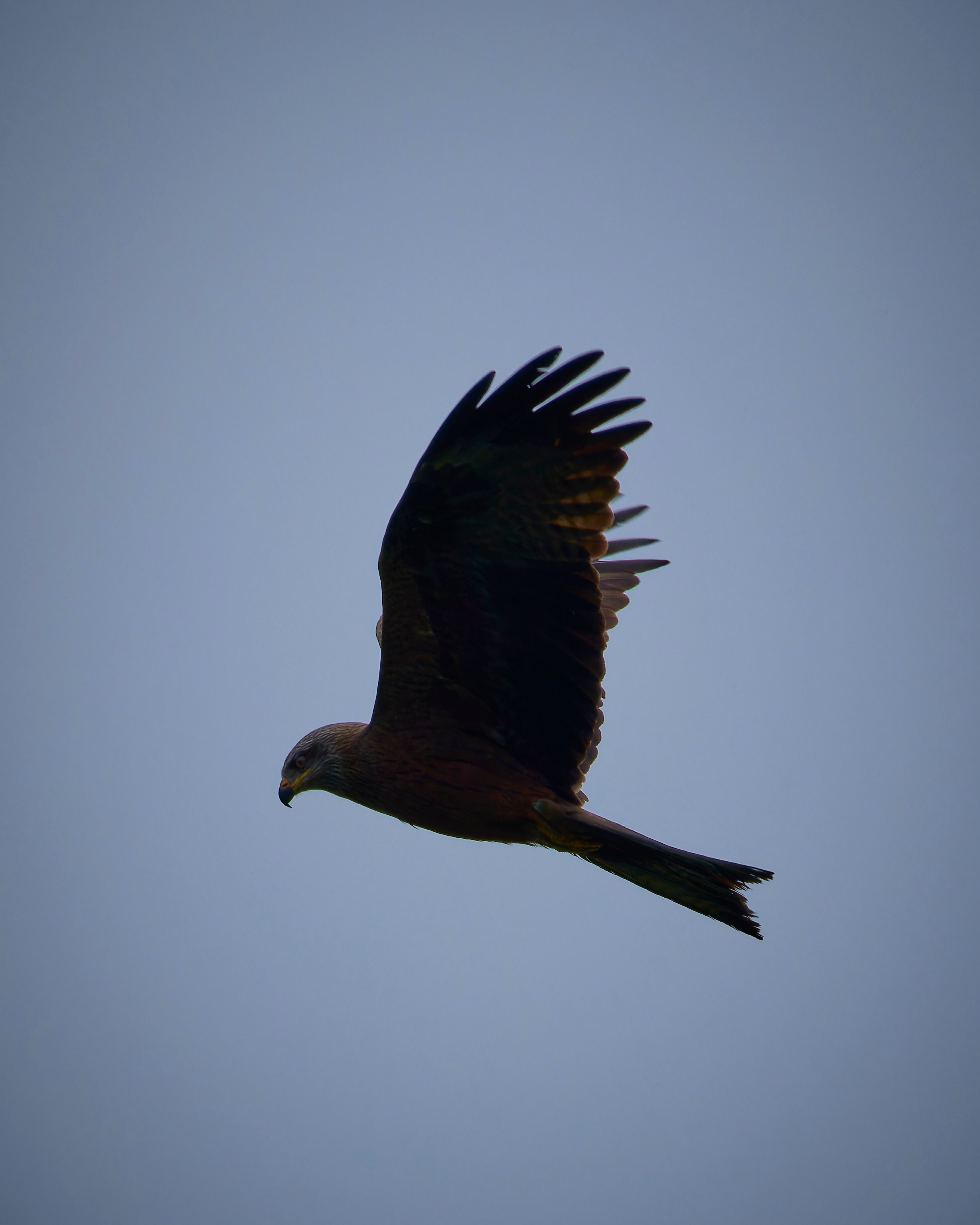 Lipetsk 2024. Anton Chernov | Wildlife photographer