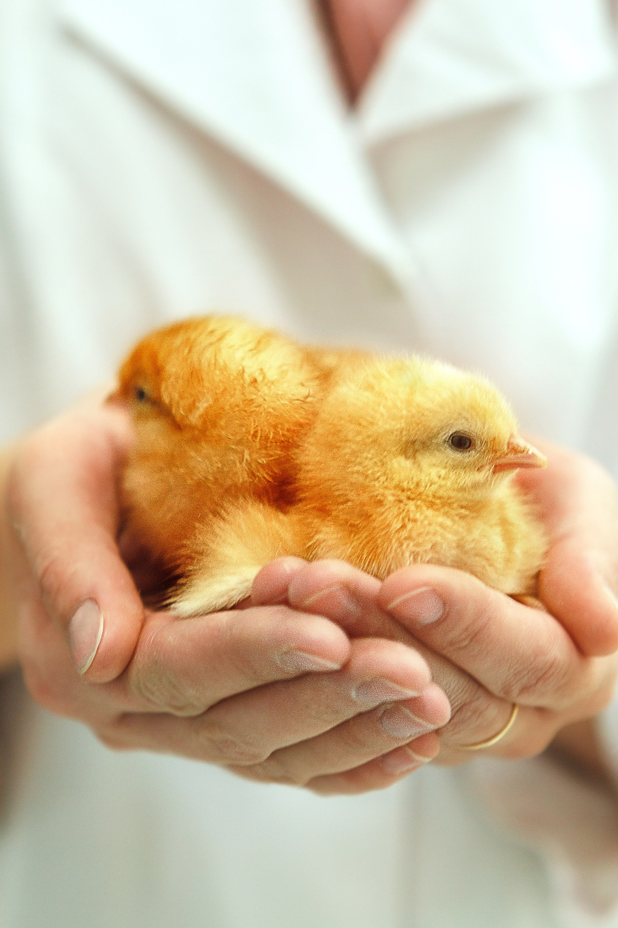 Птицефабрика «Волжанин»