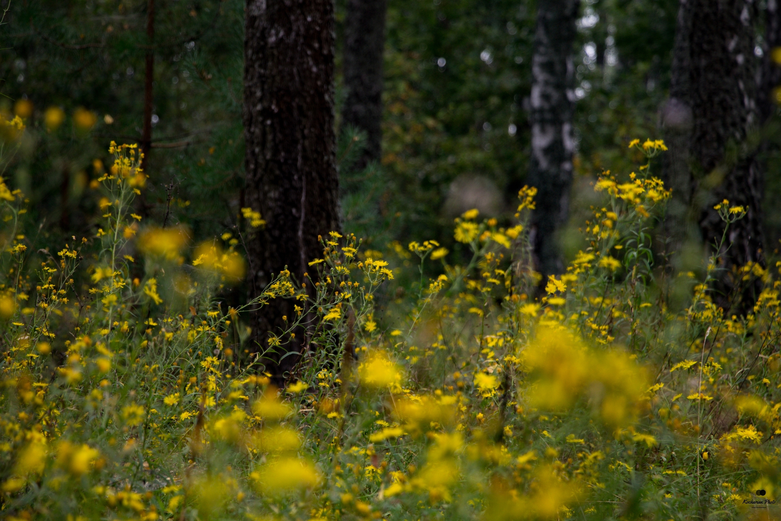 Пейзажи и природа. Photographer K.A.D