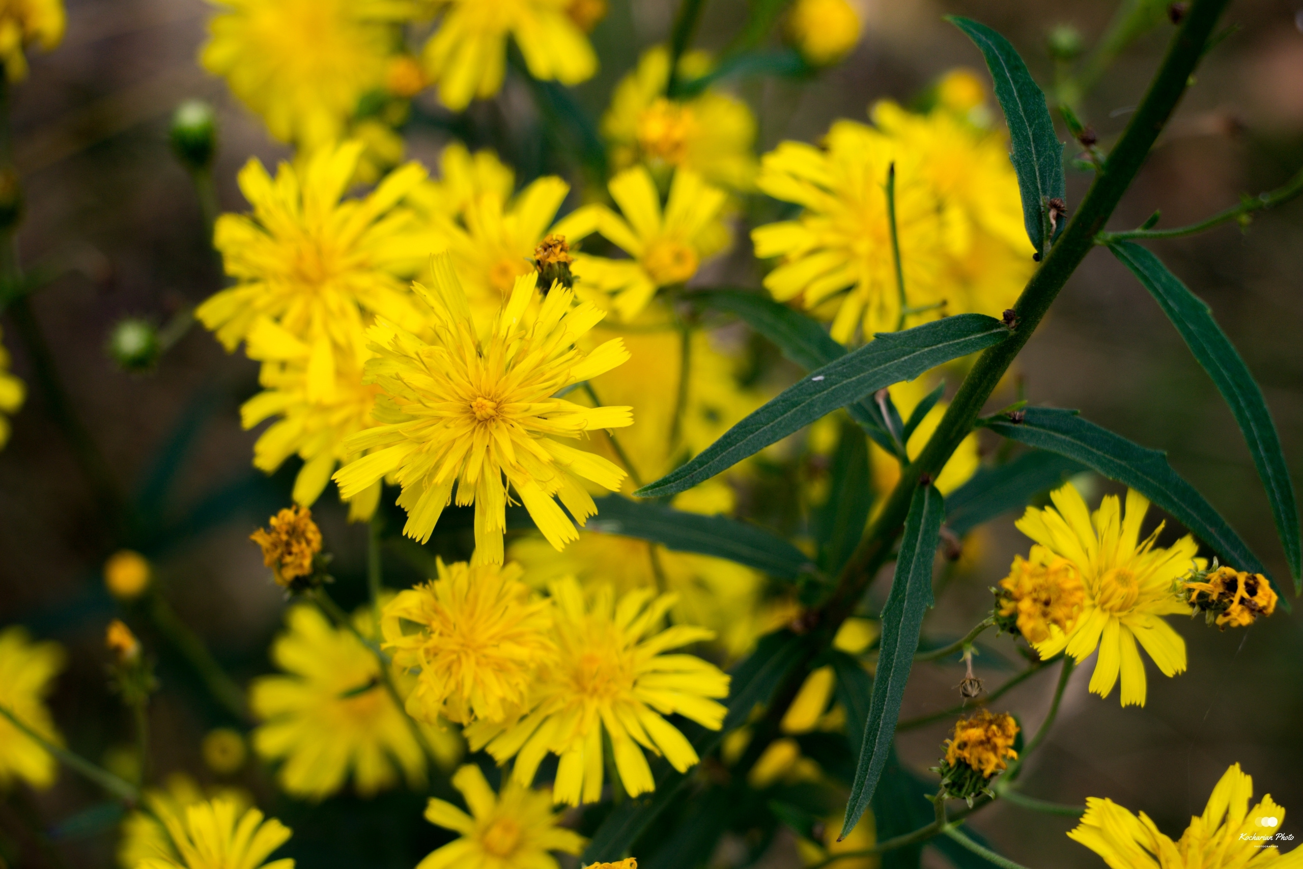 Макросъемка. Photographer K.A.D