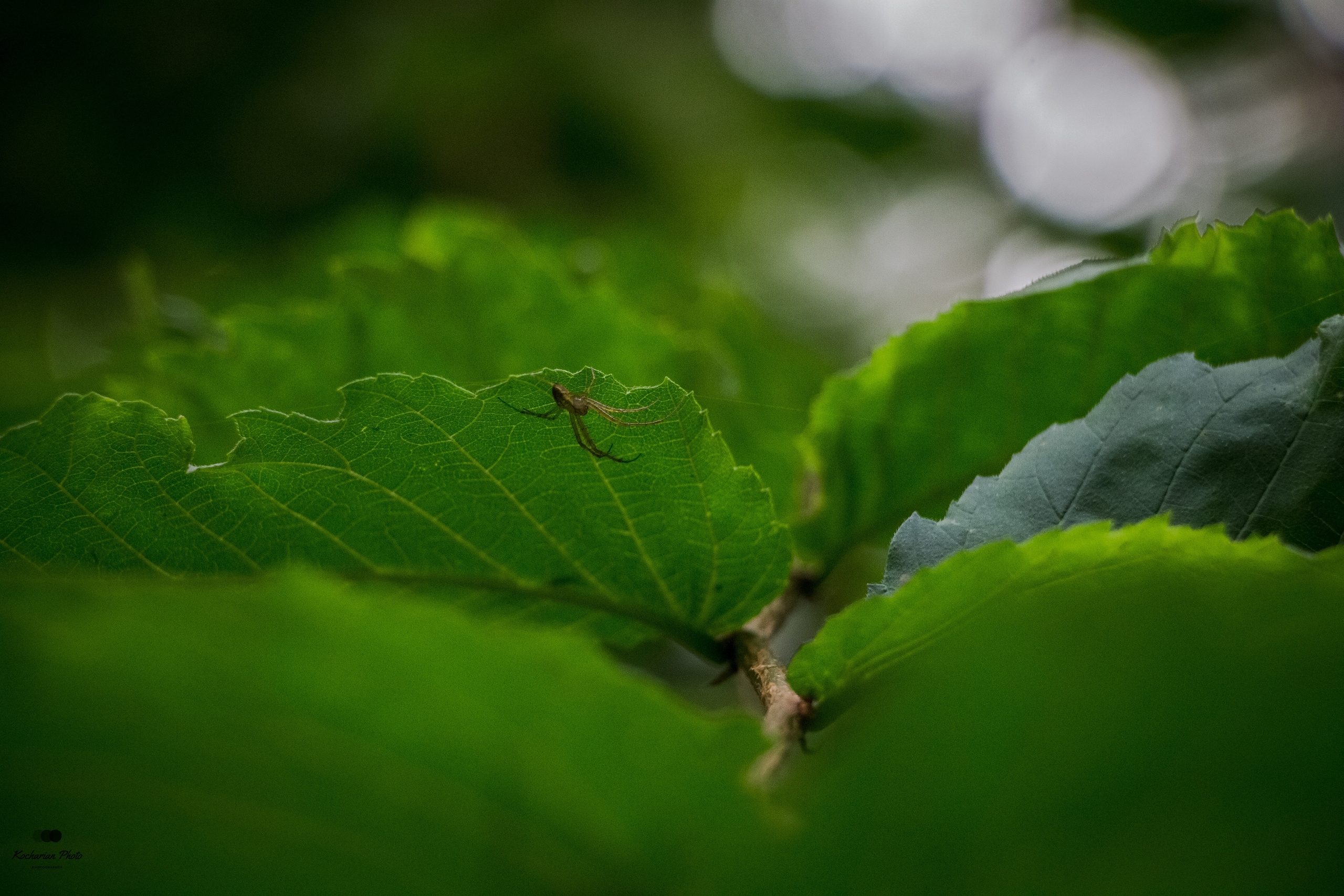 Макросъемка. Photographer K.A.D