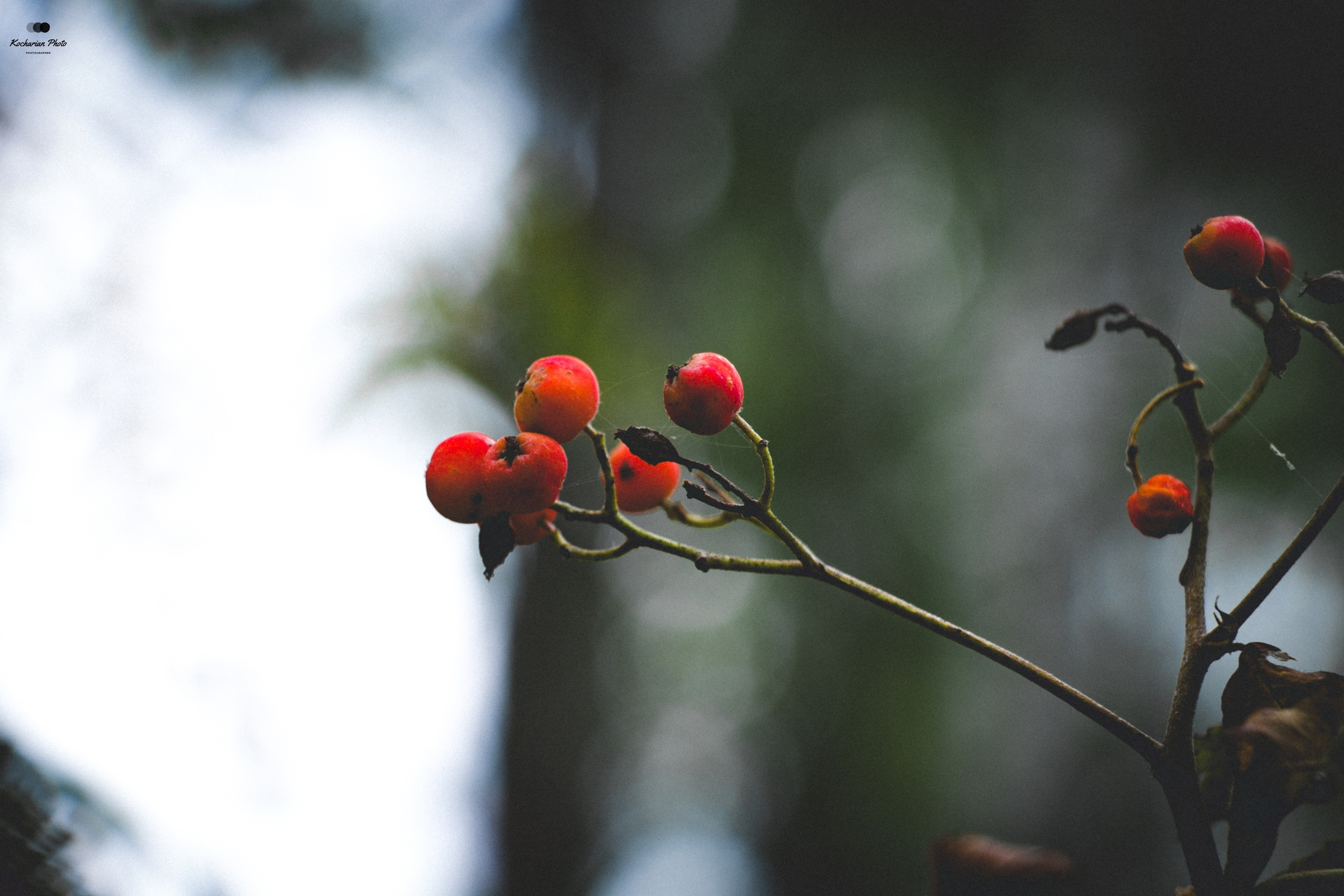 Макросъемка. Photographer K.A.D