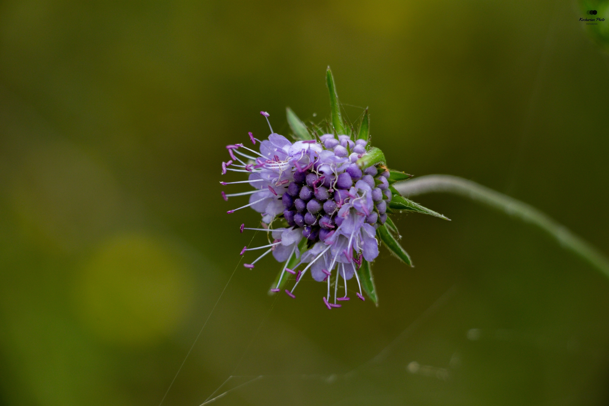 Макросъемка. Photographer K.A.D