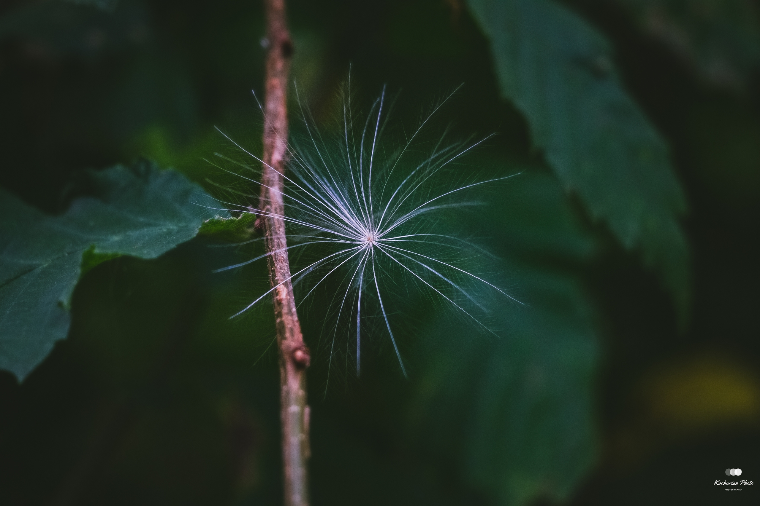 Макросъемка. Photographer K.A.D