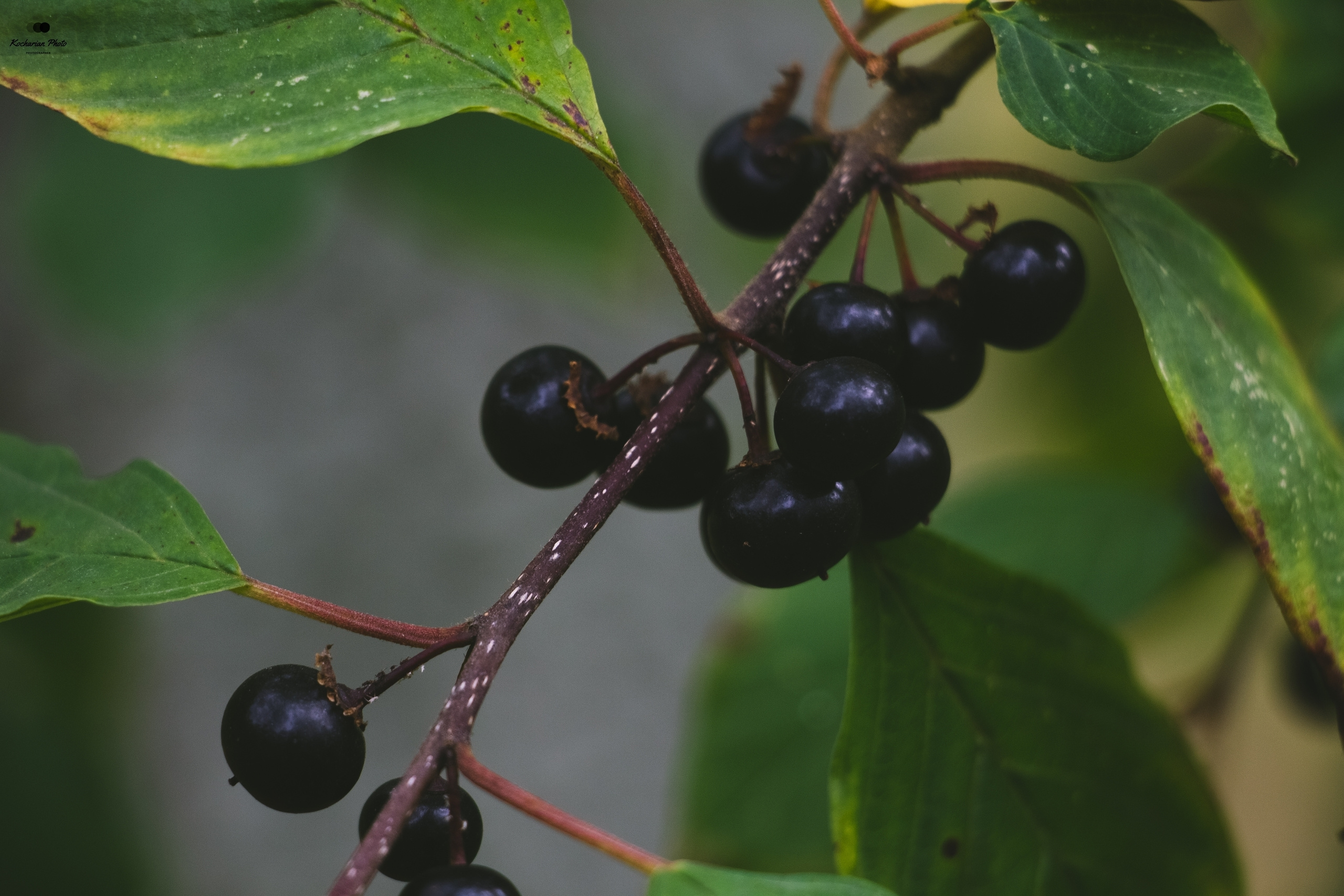 Макросъемка. Photographer K.A.D