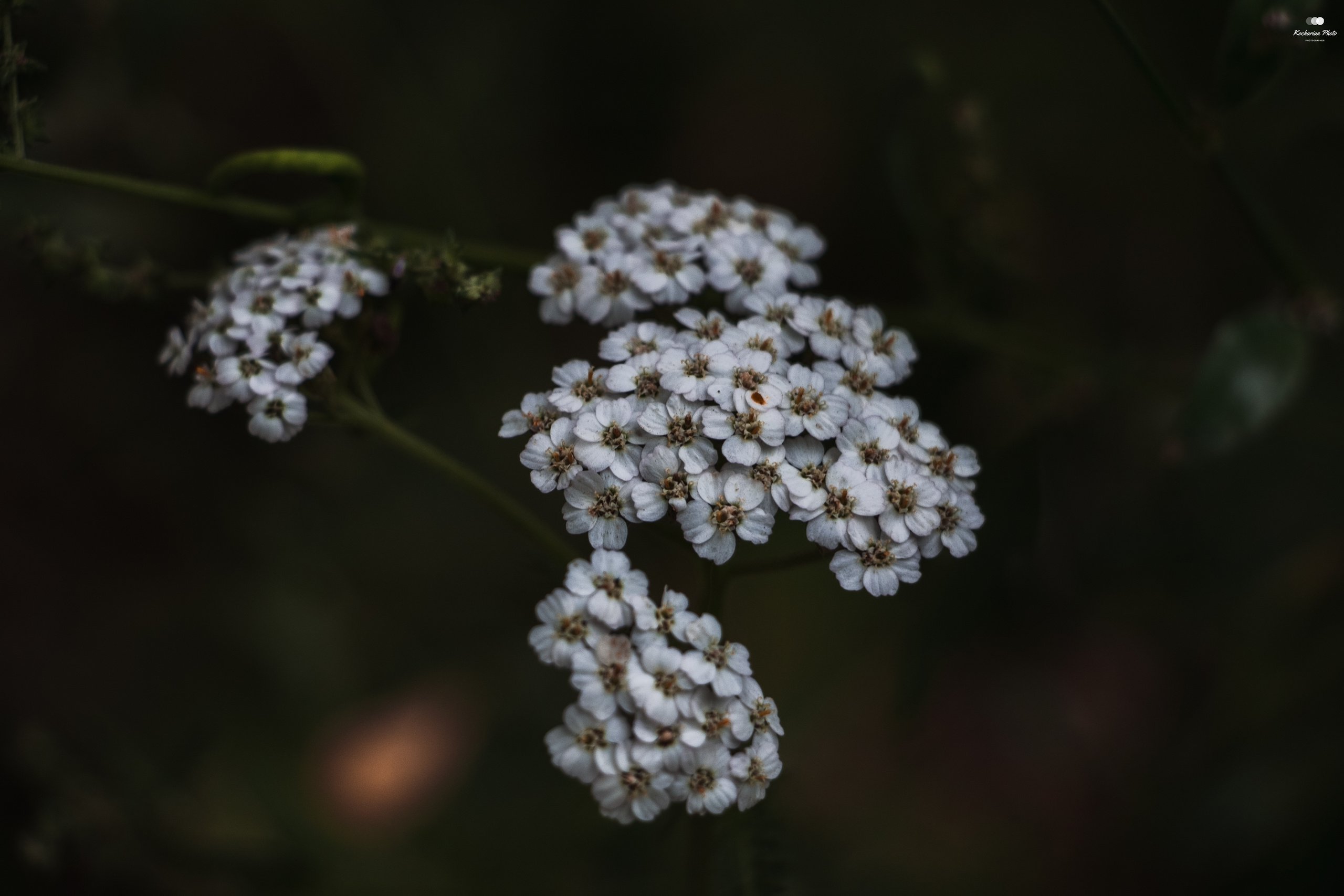 Макросъемка. Photographer K.A.D