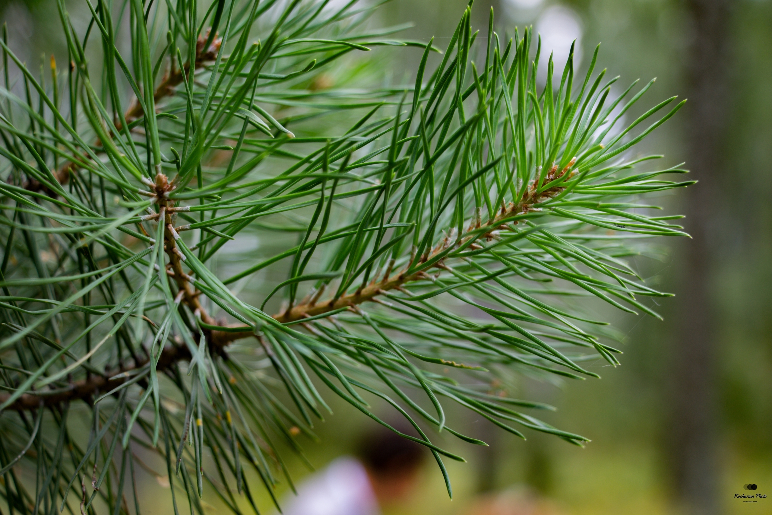 Макросъемка. Photographer K.A.D