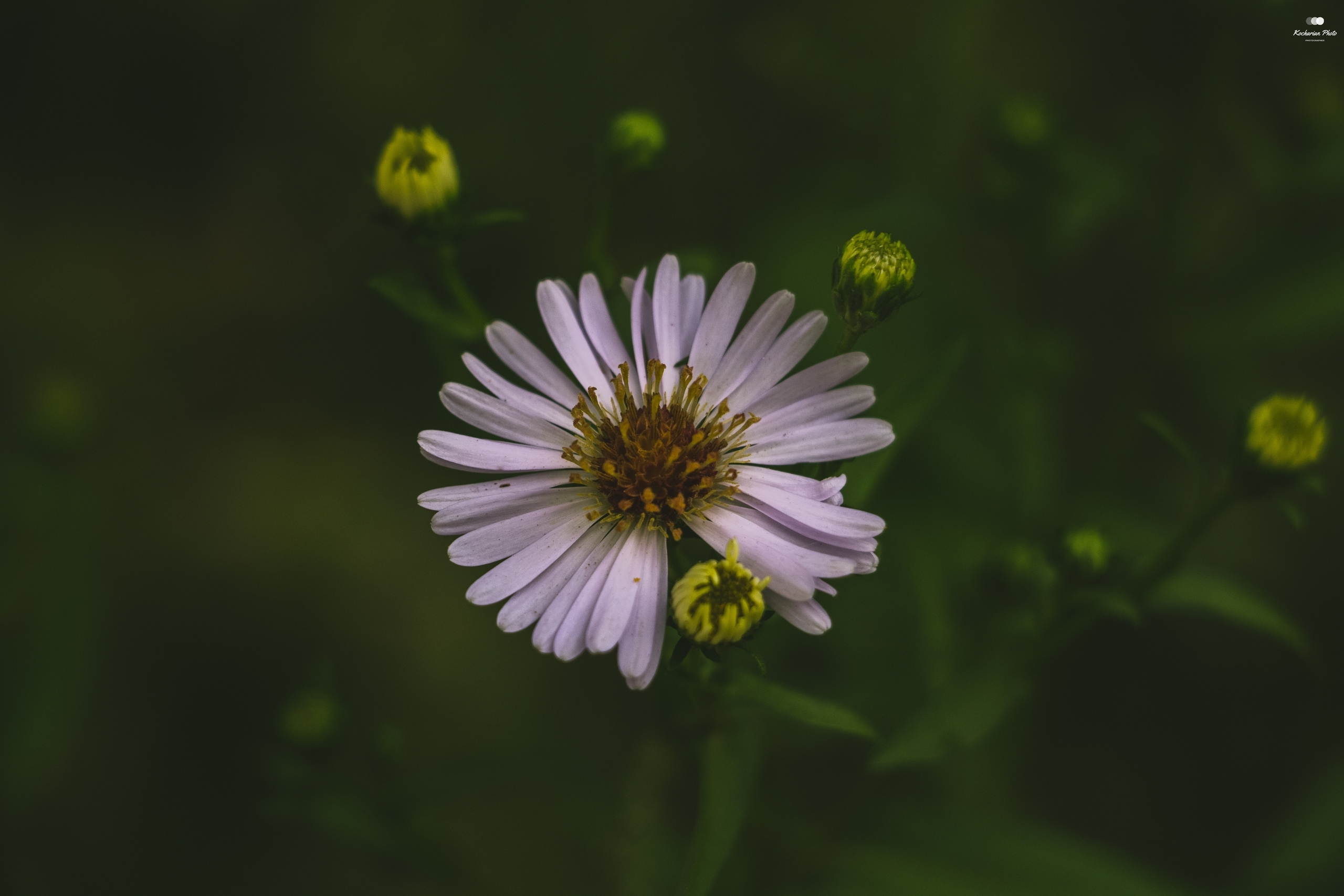 Макросъемка. Photographer K.A.D