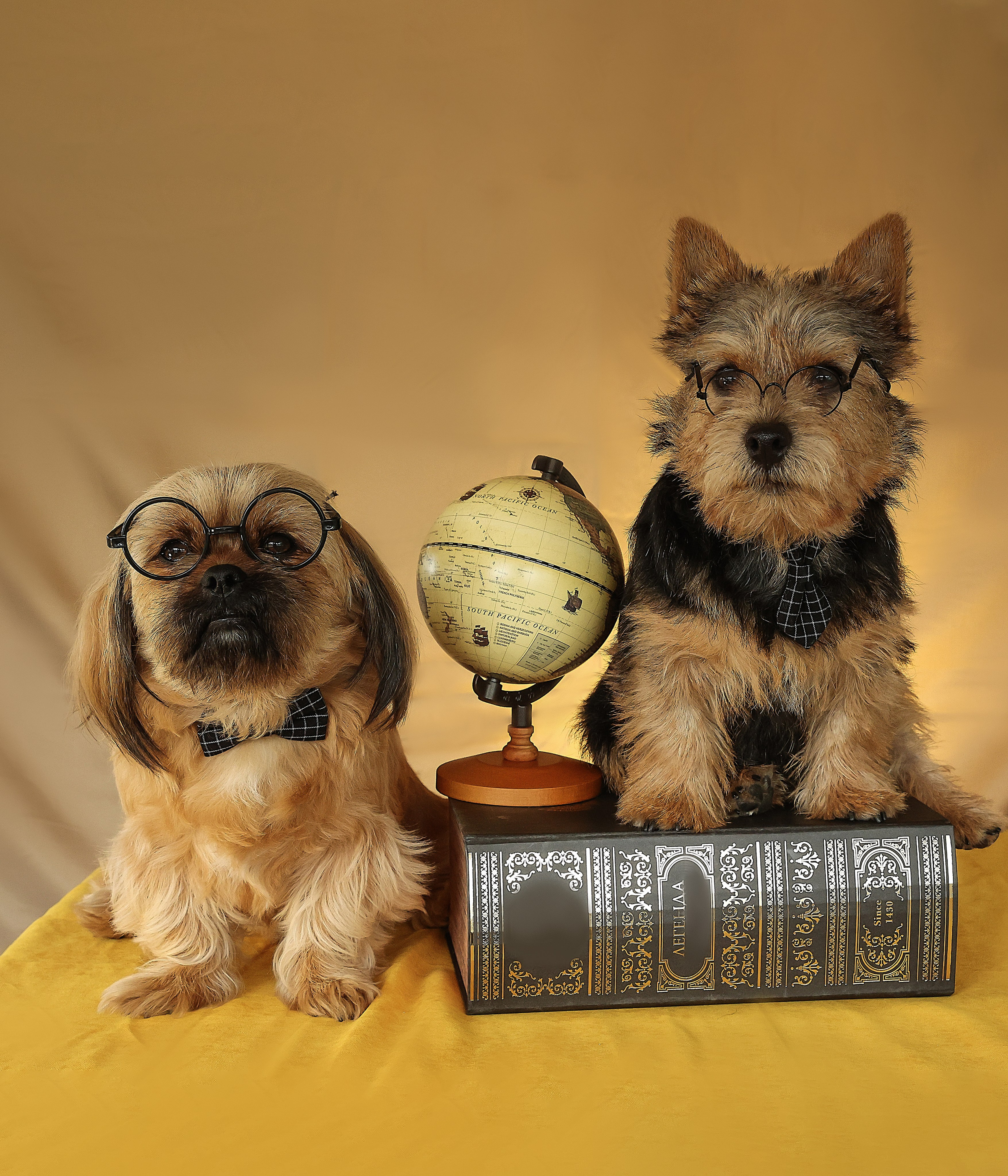 В СТУДИИ. Фотограф-АниМалист Анна Абрамова