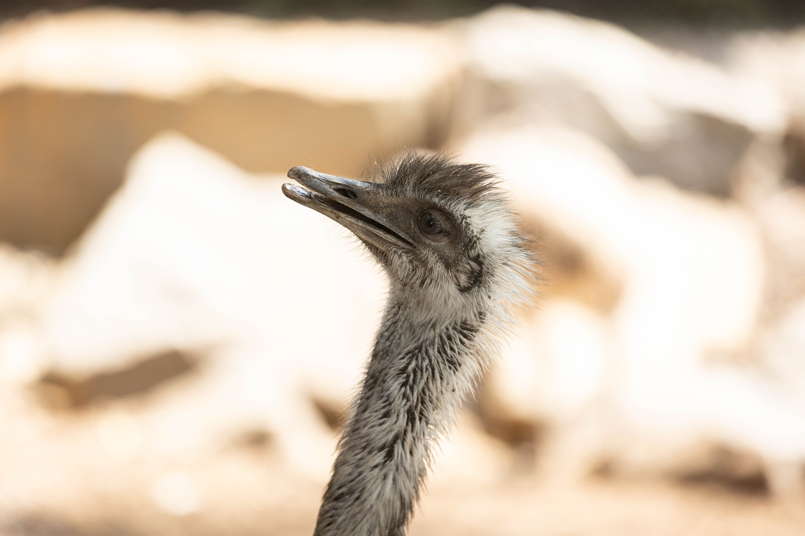 Зоопарк Малинки. Фотограф-АниМалист Анна Абрамова