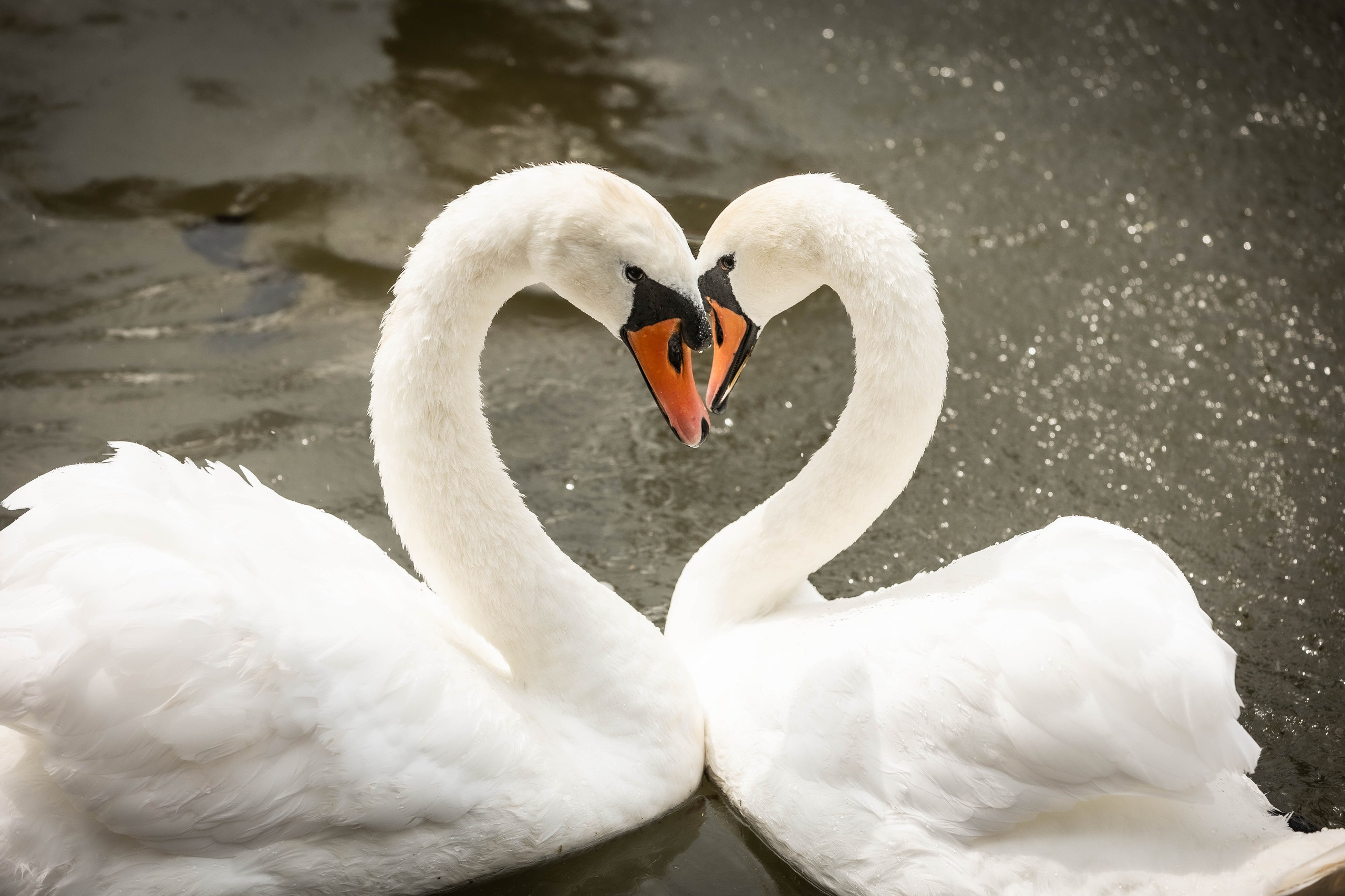 Зоопарк Малинки. Фотограф-АниМалист Анна Абрамова