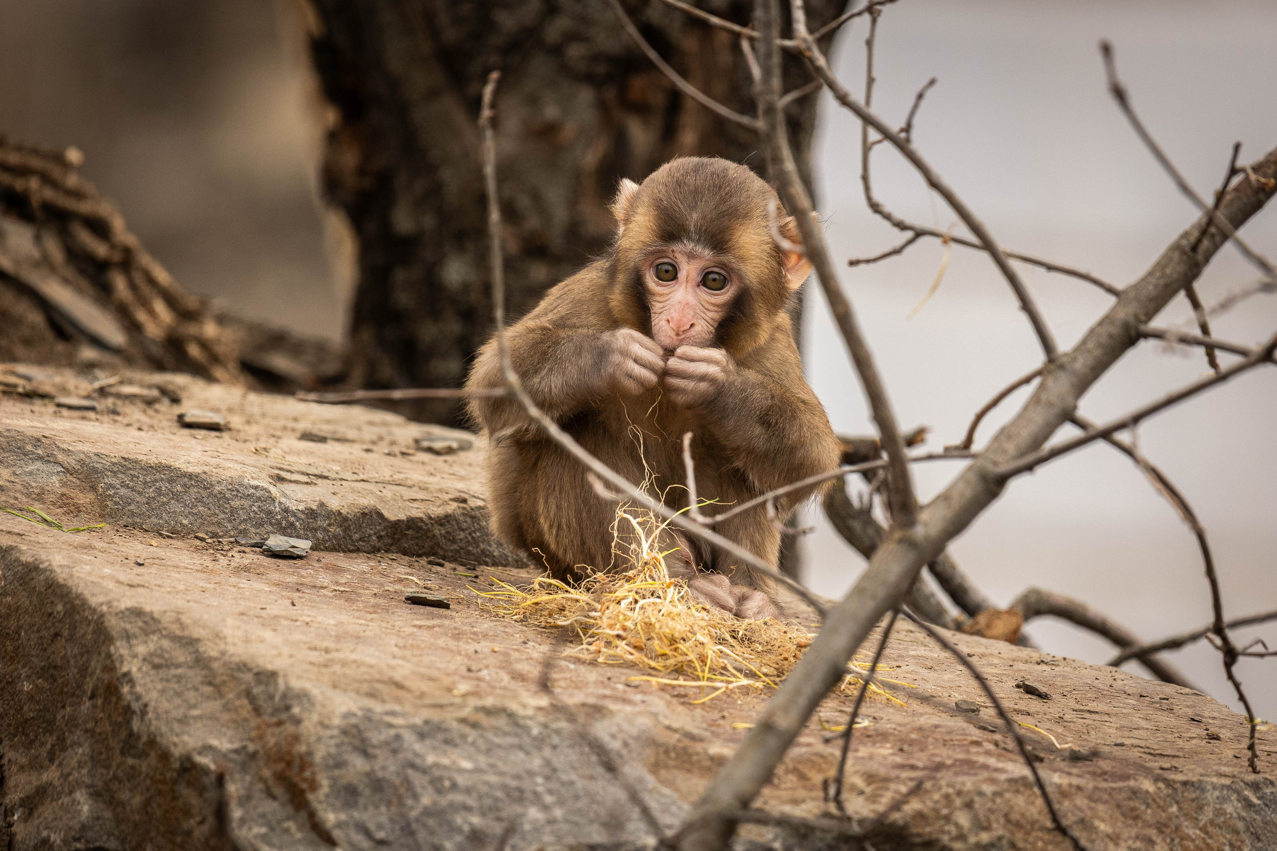 Парк Малинки 2026. Фотограф-АниМалист Анна Абрамова