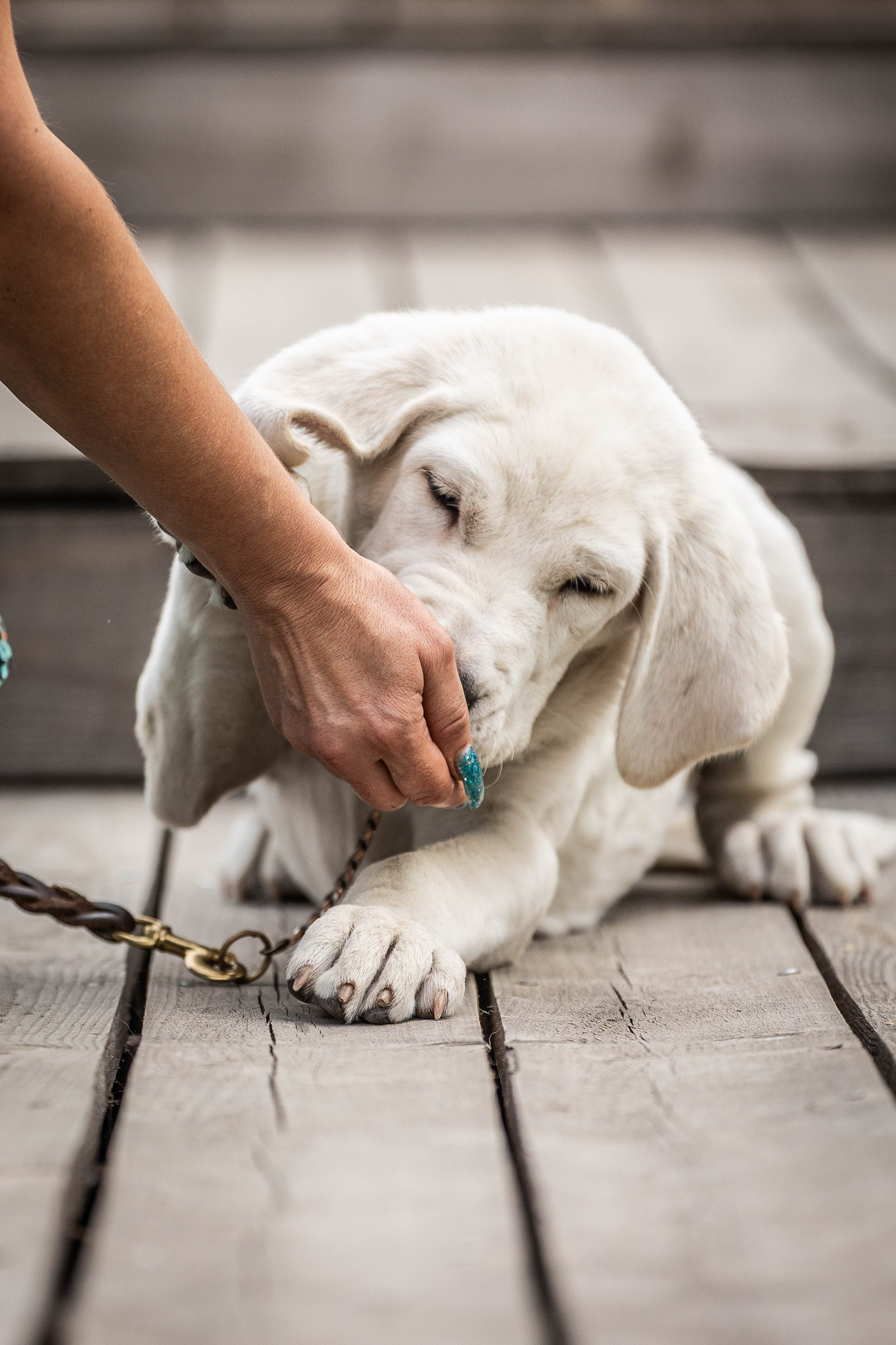 Иншала и Сирена. Фотограф-АниМалист Анна Абрамова
