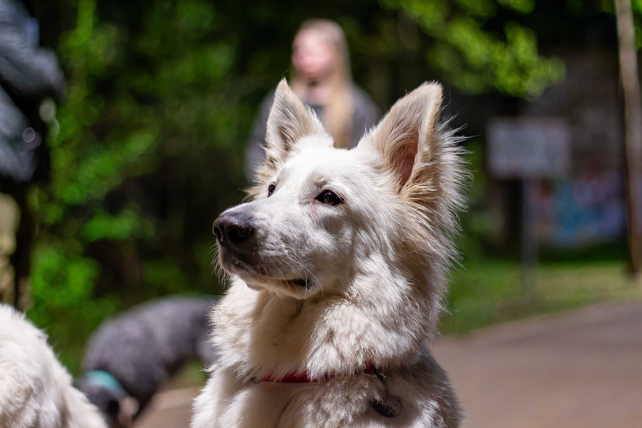 Я в душе волк!. Фотограф • Орехово-Зуево • Балашиха • TEFO