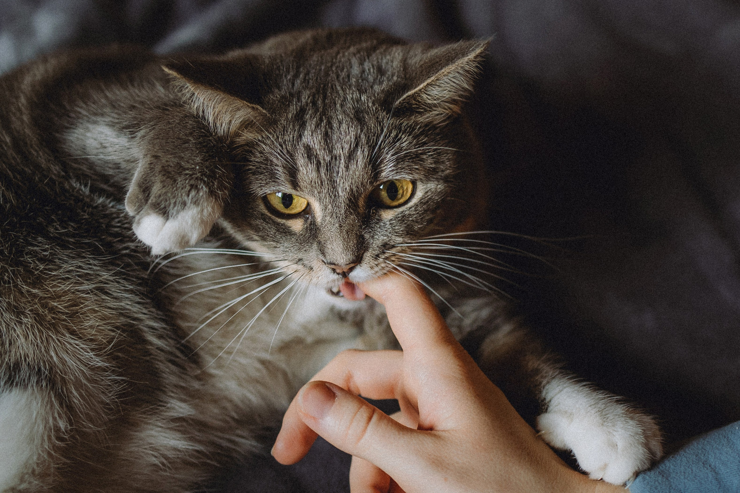 Леброн, Муся и их семья