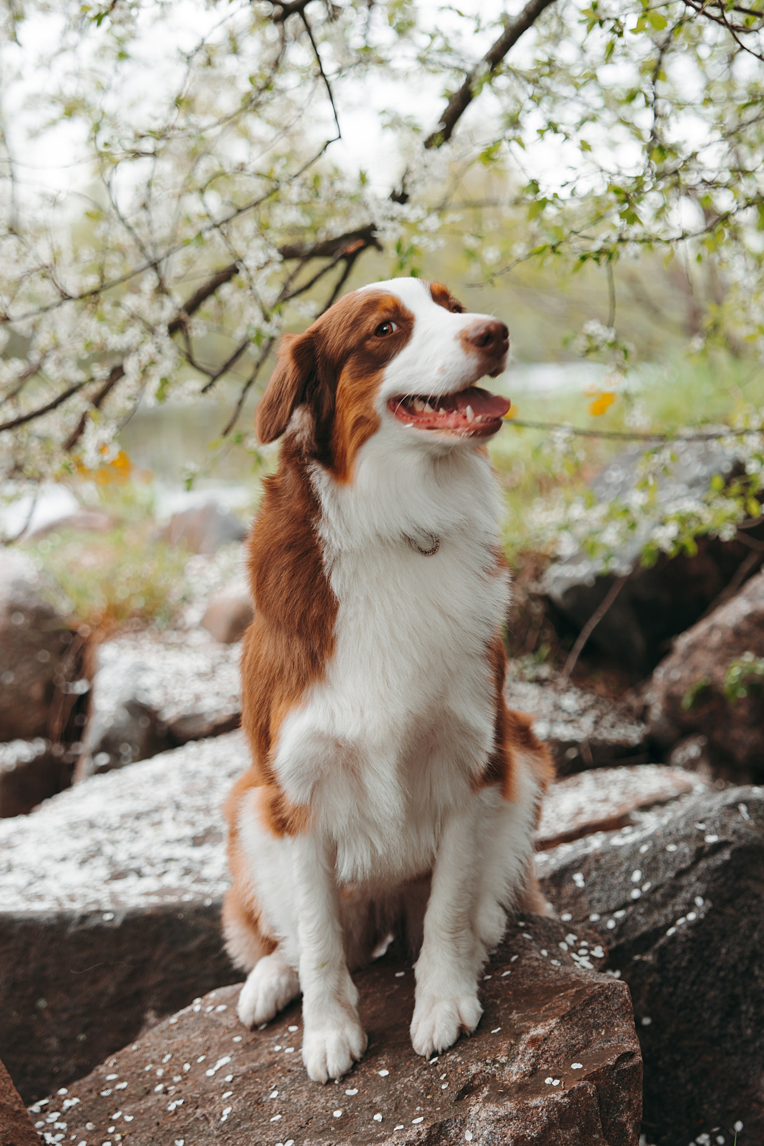 Хвостики. Главная