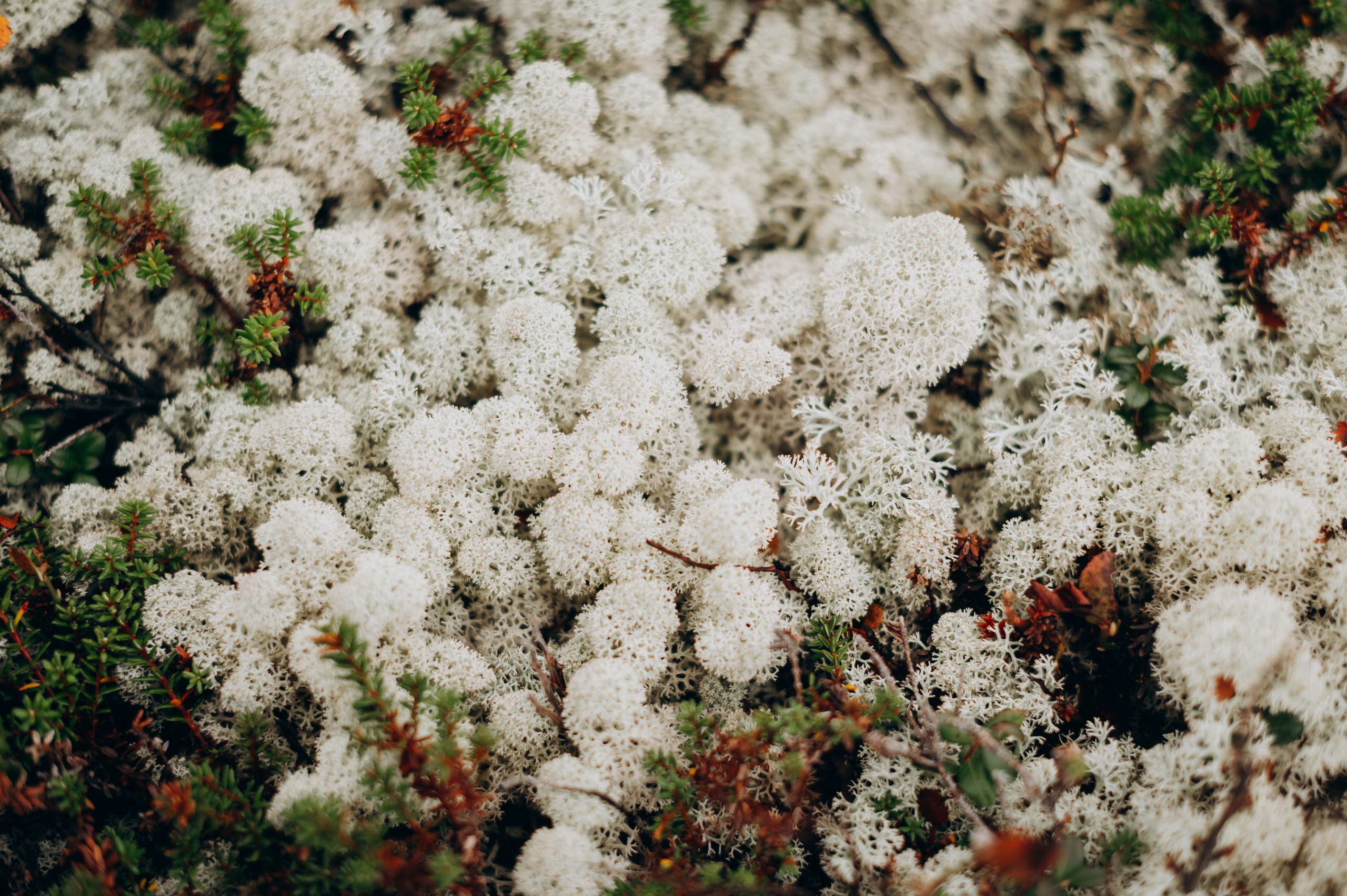 АВТОРСКИЕ ОТКРЫТКИ, 150руб. Фотограф Наталья Могилевская Мурманск Териберка Сейдозеро Рыбачий