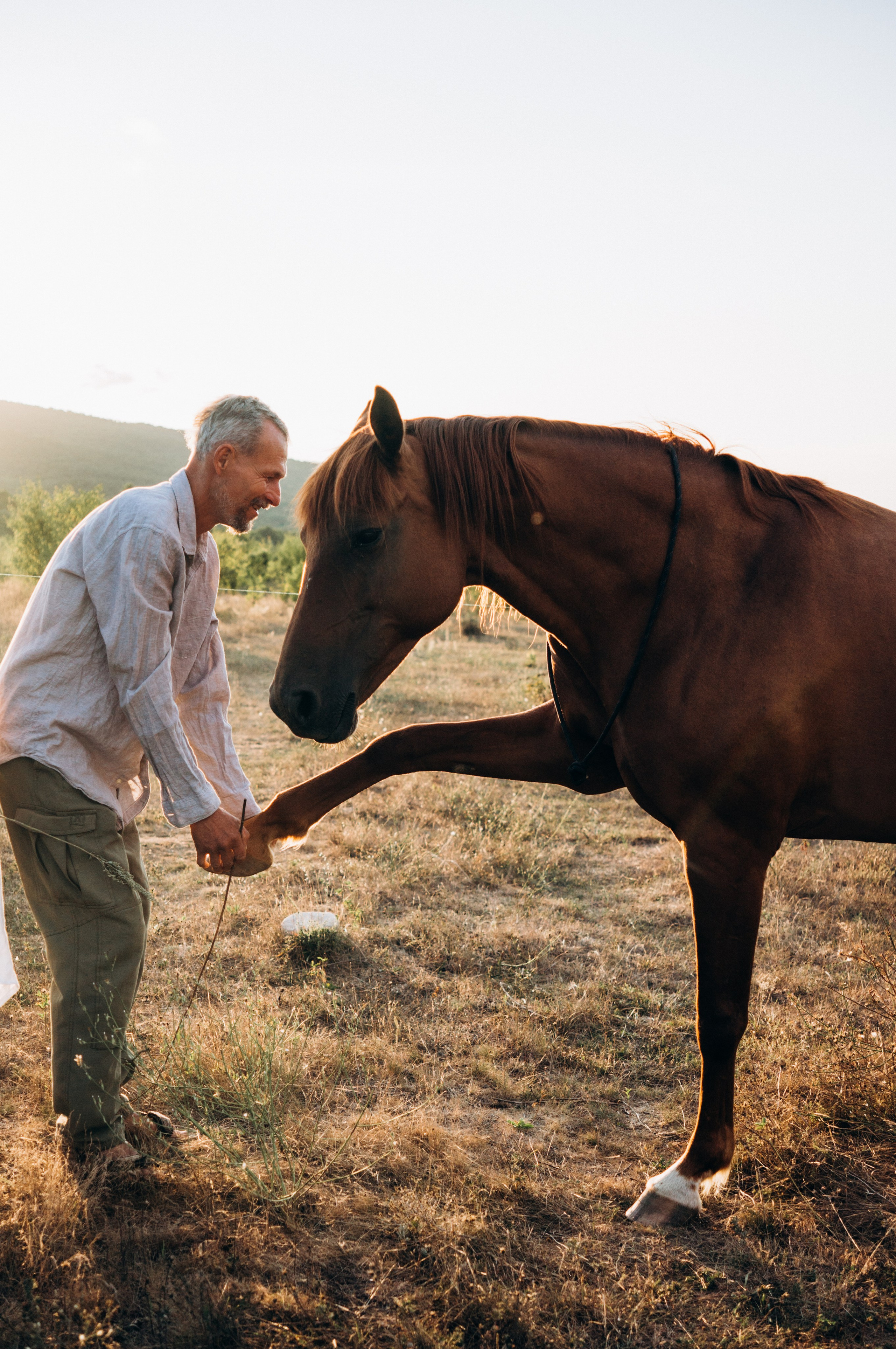Проект свободных лошадей. Обо мне