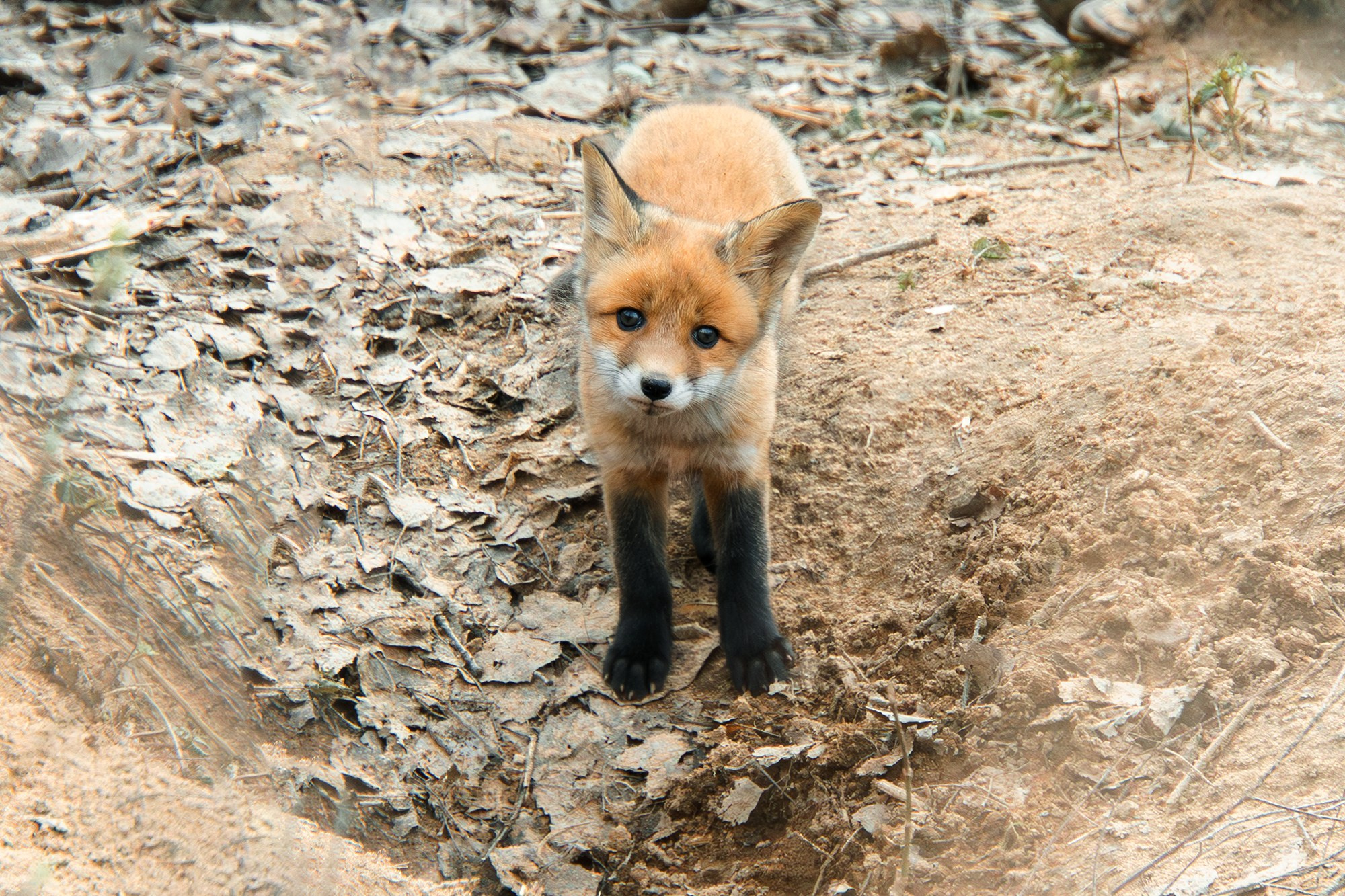 Животные. Ваш личный фотограф Марина Волкова