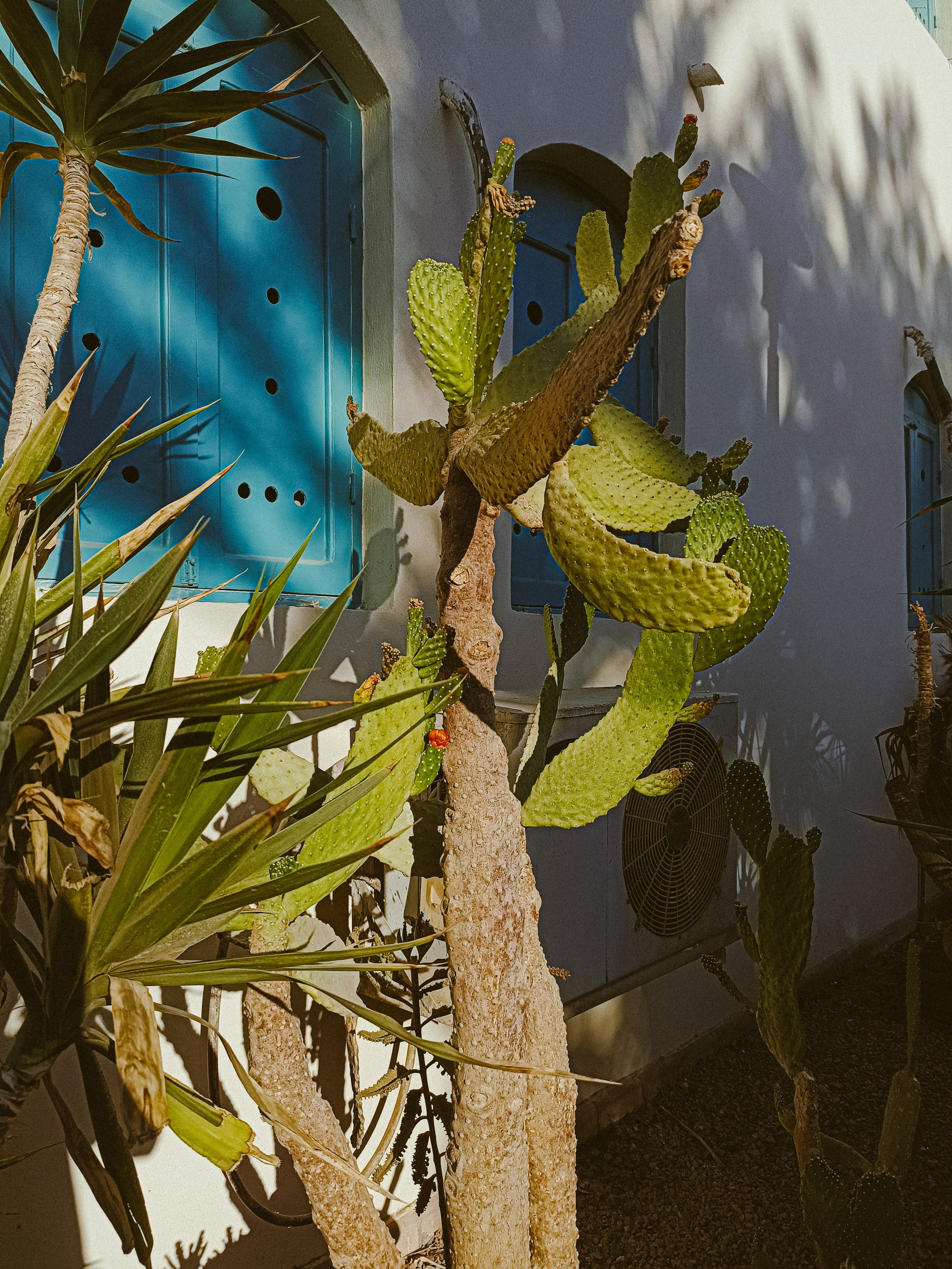 Мобильная. Jorgis — фотограф в Хургаде / обучение фотографии