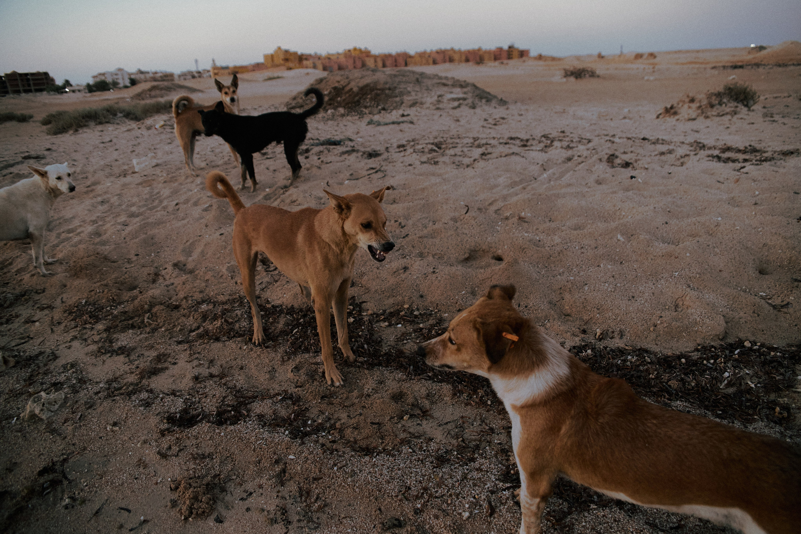 Улица горизонтальная. Jorgis — фотограф в Хургаде / обучение фотографии