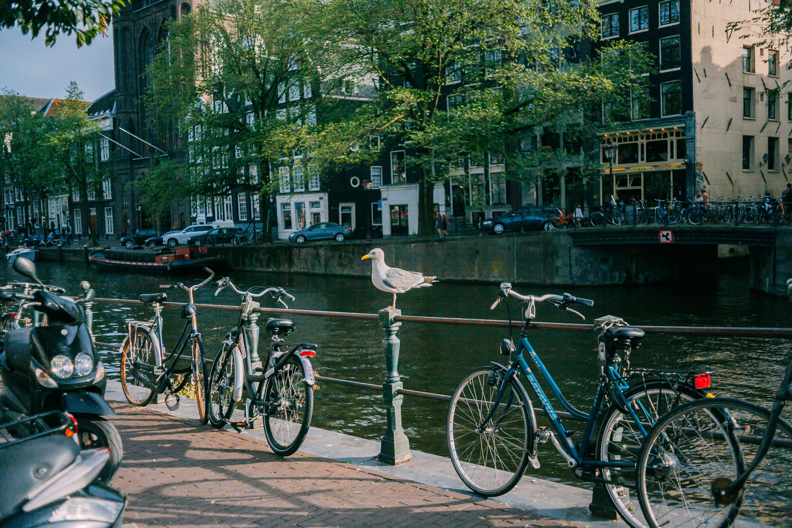 Амстердам. Аня Степанова