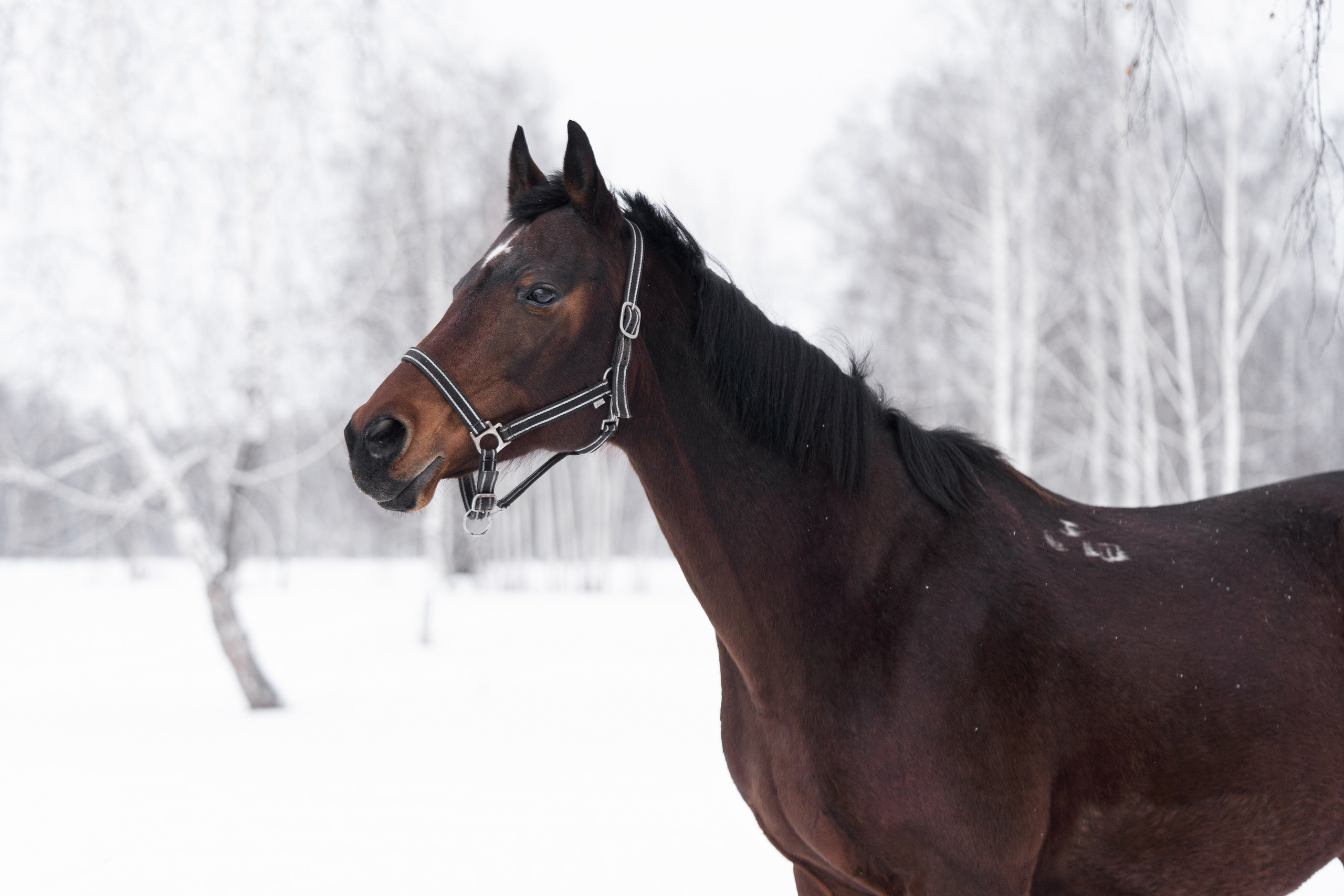 Пастель. Главная