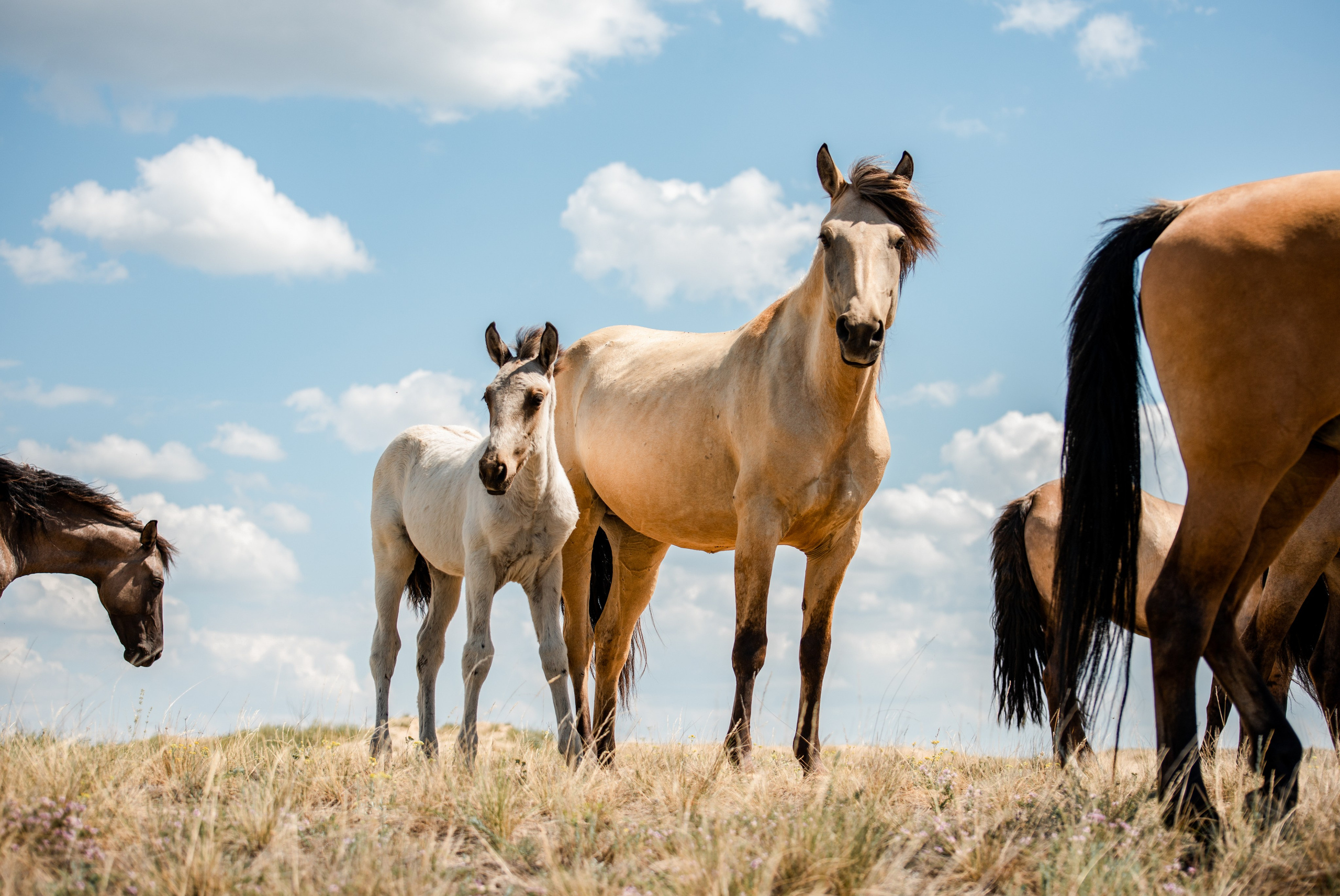 Купала в Родославном. Конный фотограф в Саратове Юлия Иванова