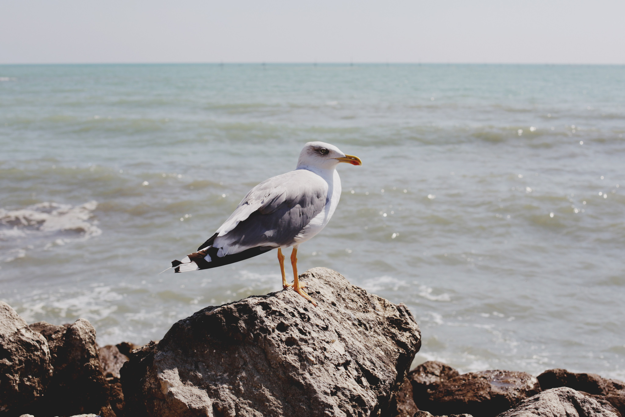 Болгария. Аня Степанова