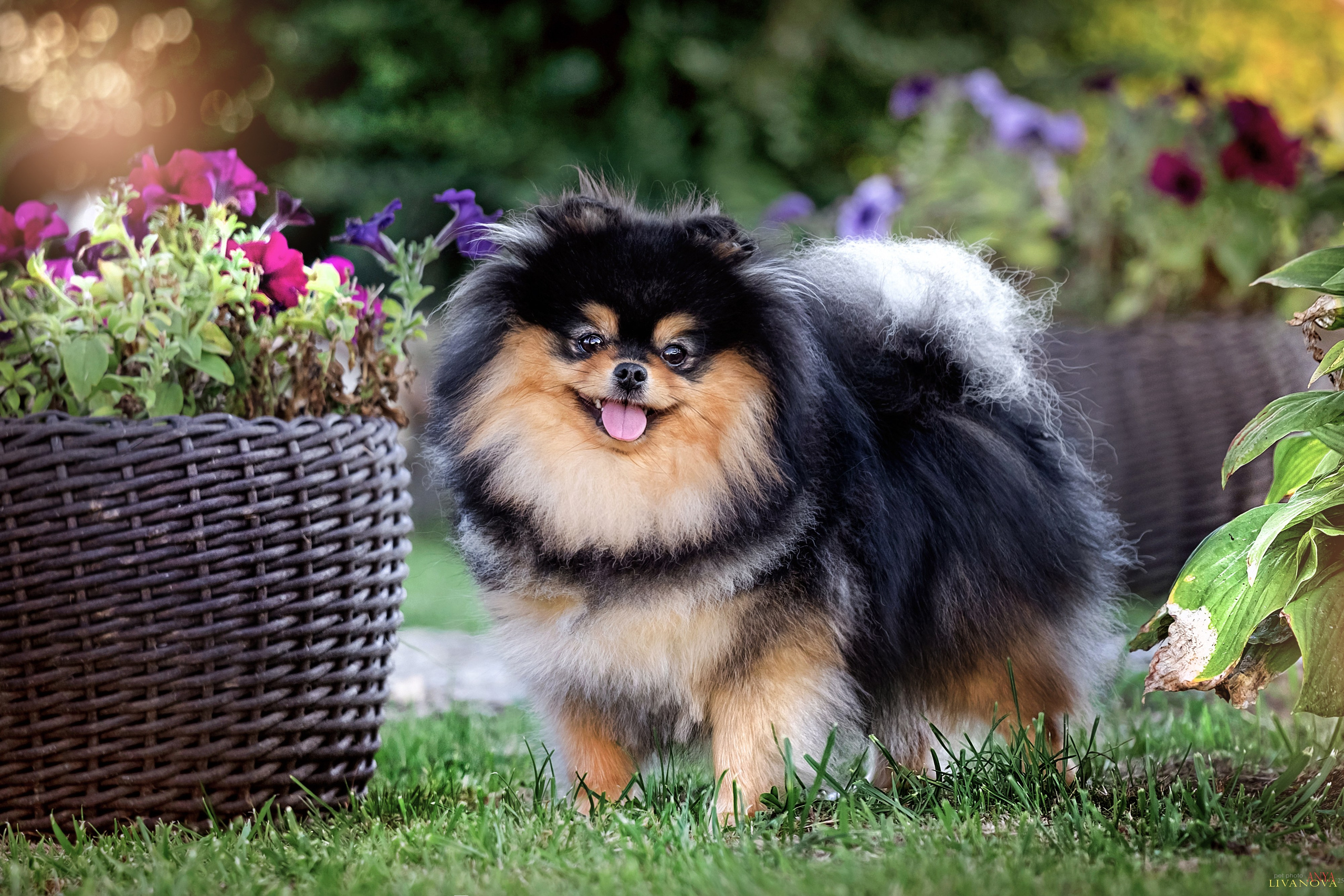 Шпицы. Фотограф анималист Аня Ливанова | Рыбинск