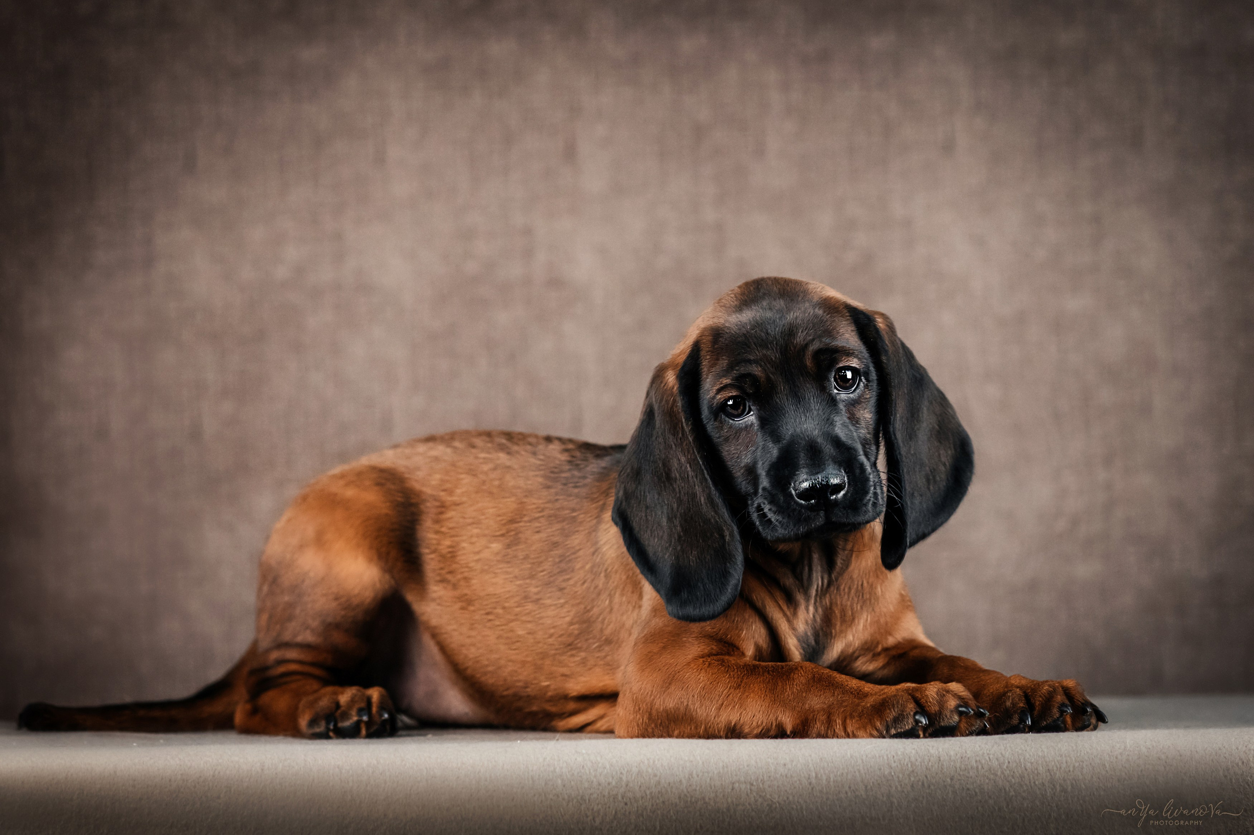 Баварские гончие. Фотограф анималист Аня Ливанова | Рыбинск