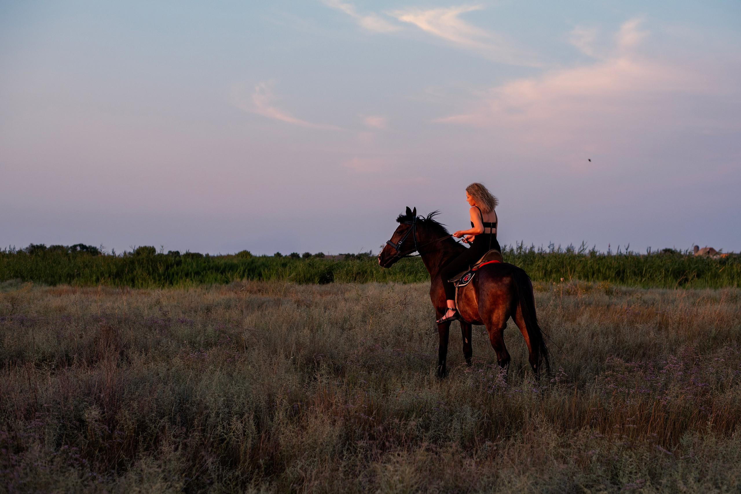 Леди и лошадь. Главная