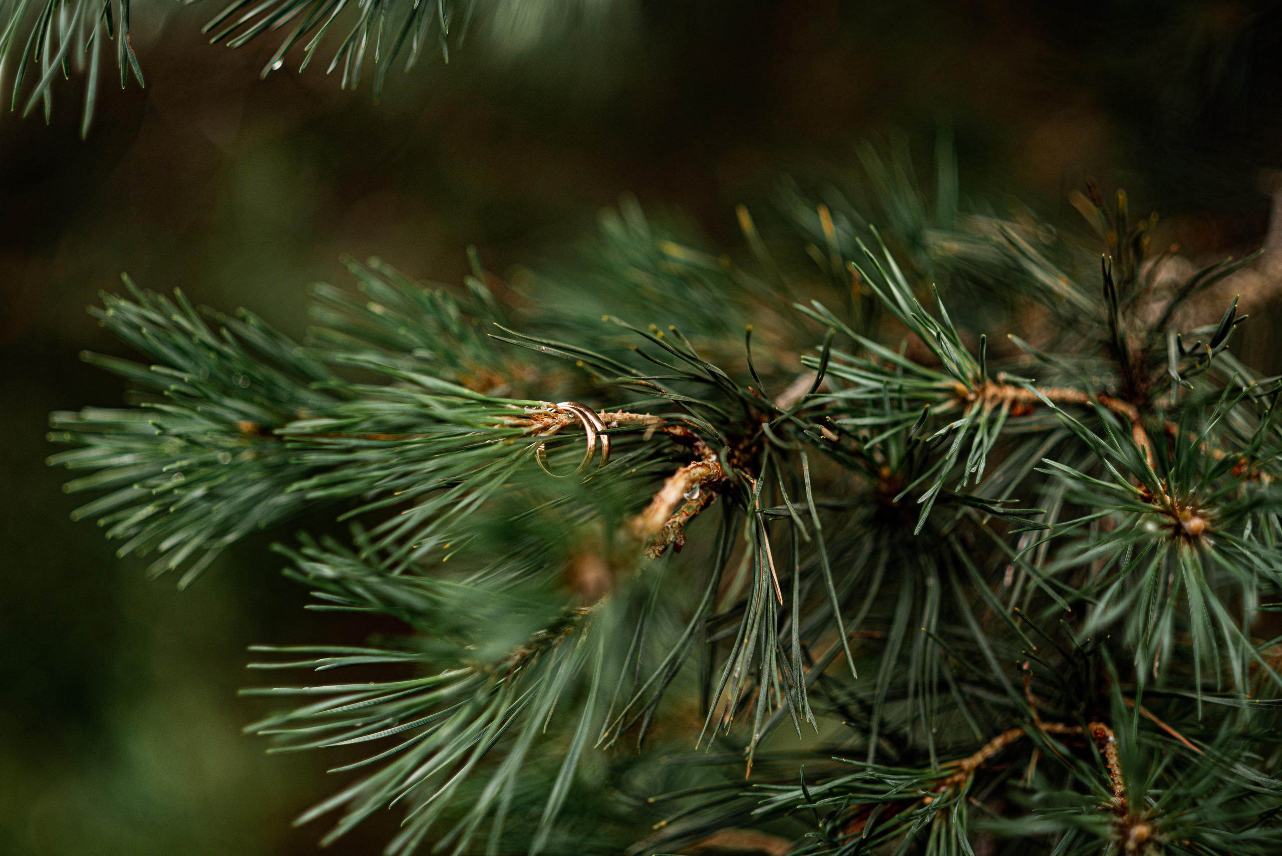 Свадебная фото съёмка Минск, Бобруйск. Свадебный и семейный фотограф Евгения Хомчановская