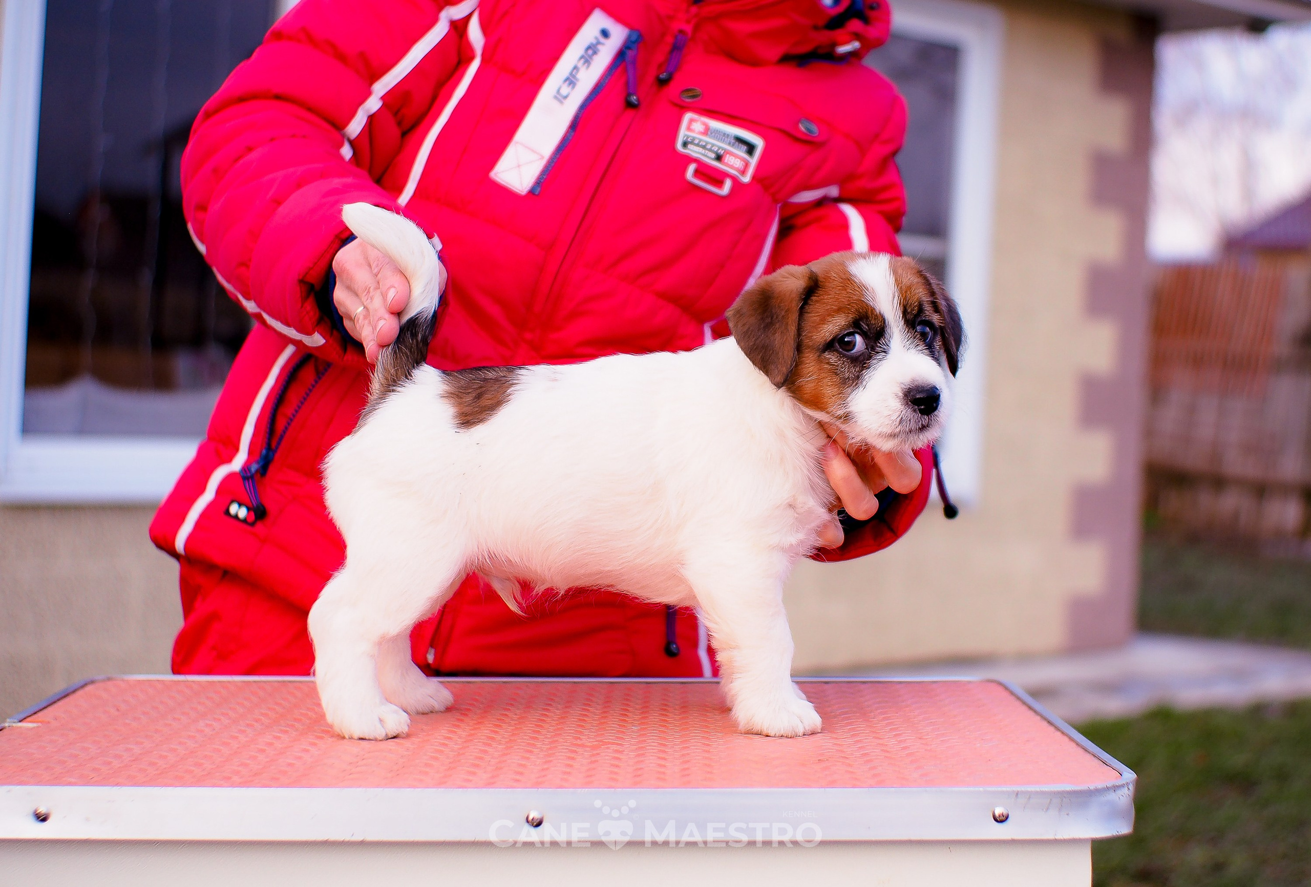 Мальчик 2. Кобель бело-рыжий. Джек рассел терьер щенок. КАНЕ МАЭСТРО — питомник Джек рассел терьеров