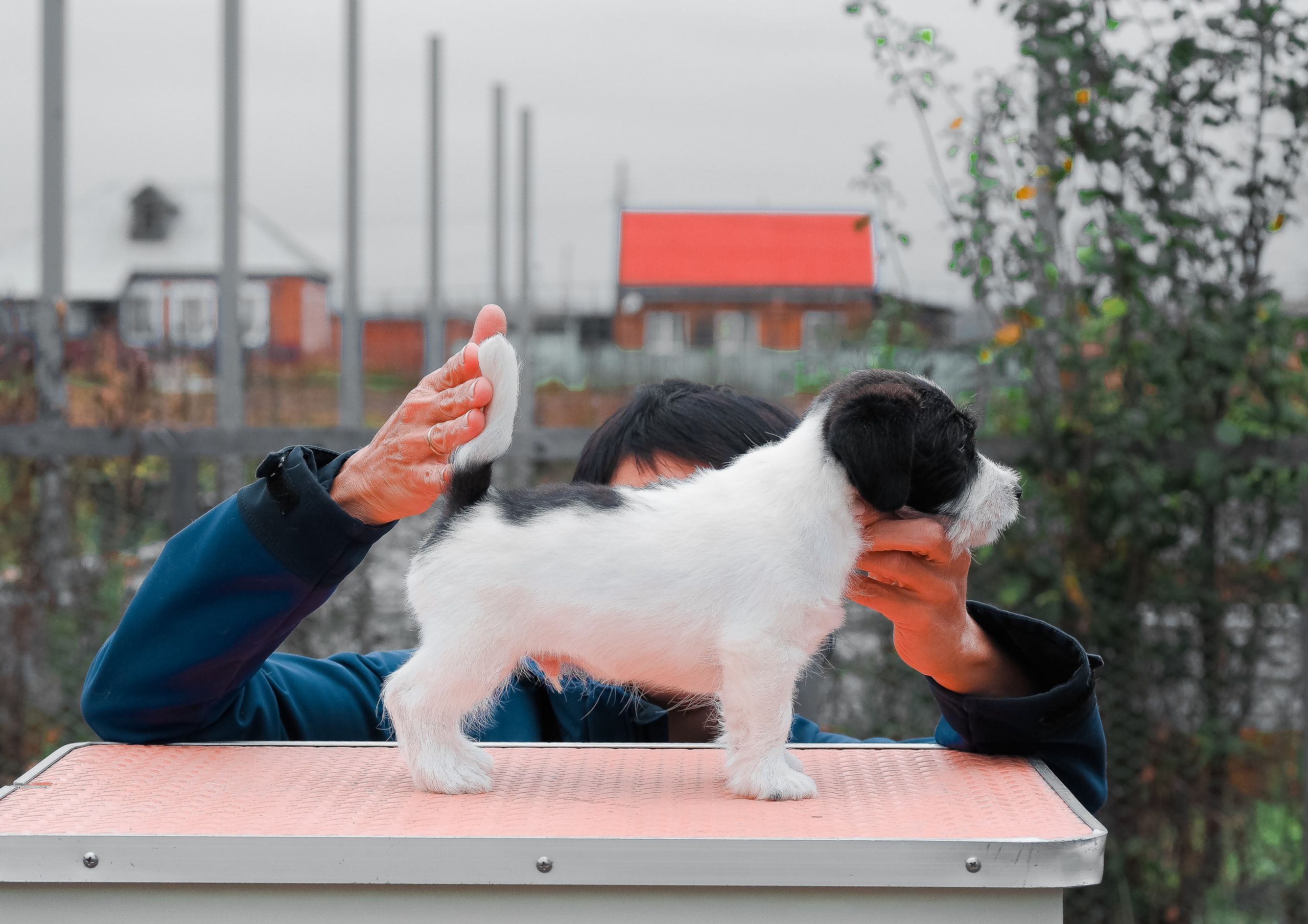 X_КОБЛ_4_БЕЛ_ЧЕРН. CANE MAESTRO — kennel Jack Russell Terrier