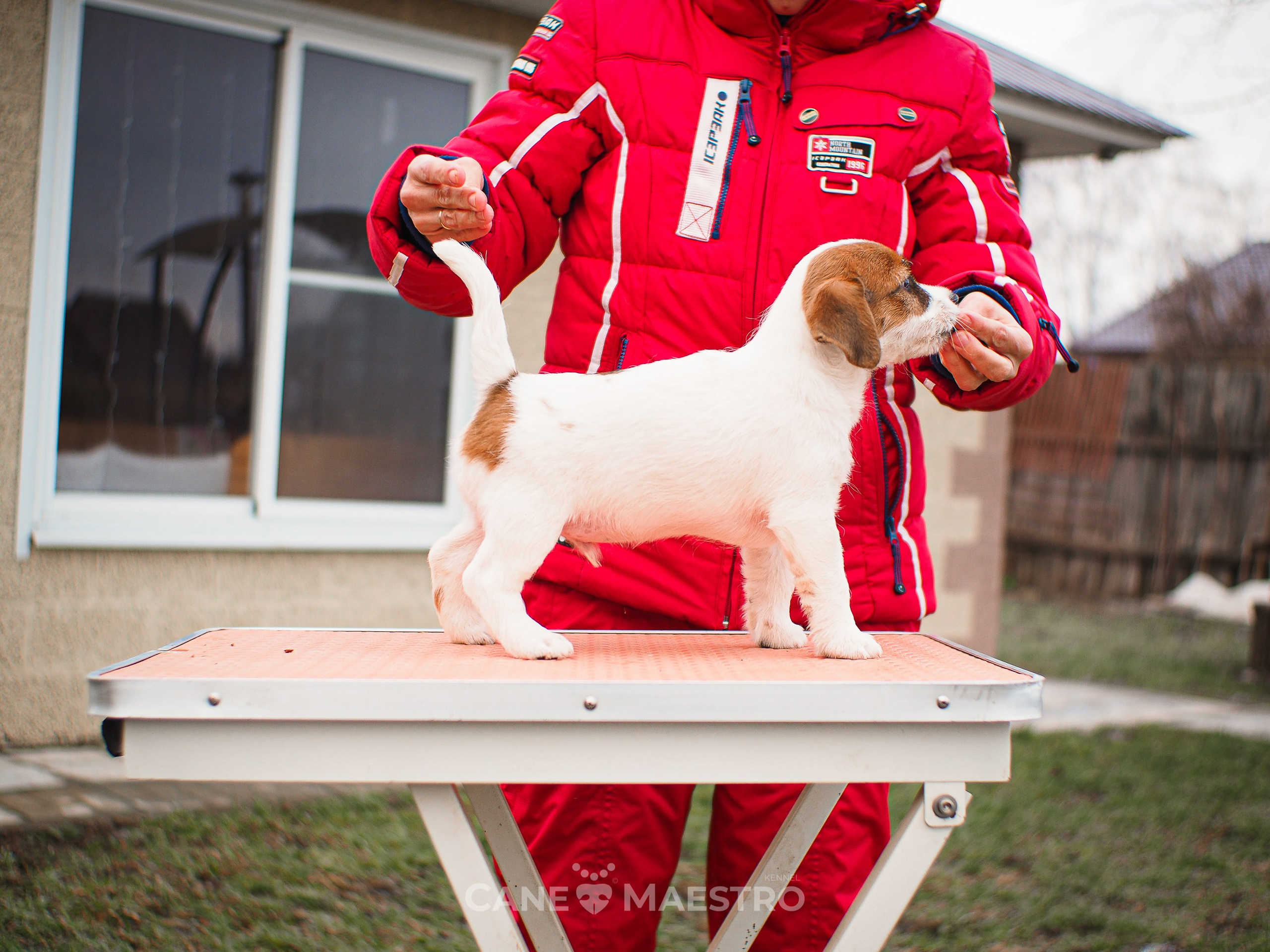 3КОБЛ_СНЕГОВИК. CANE MAESTRO — kennel Jack Russell Terrier