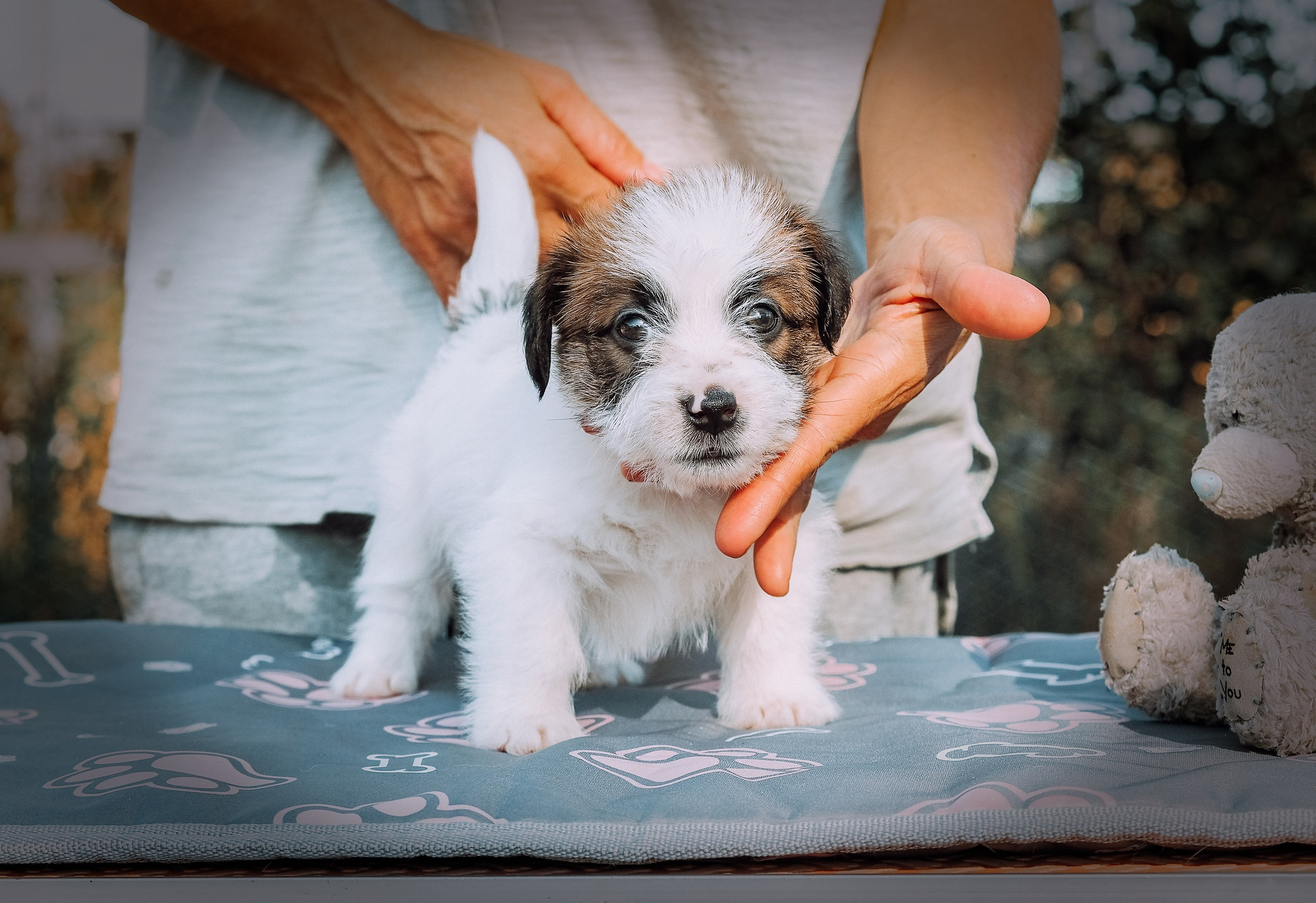 X_MAL_3_БРЫЖ. CANE MAESTRO — kennel Jack Russell Terrier