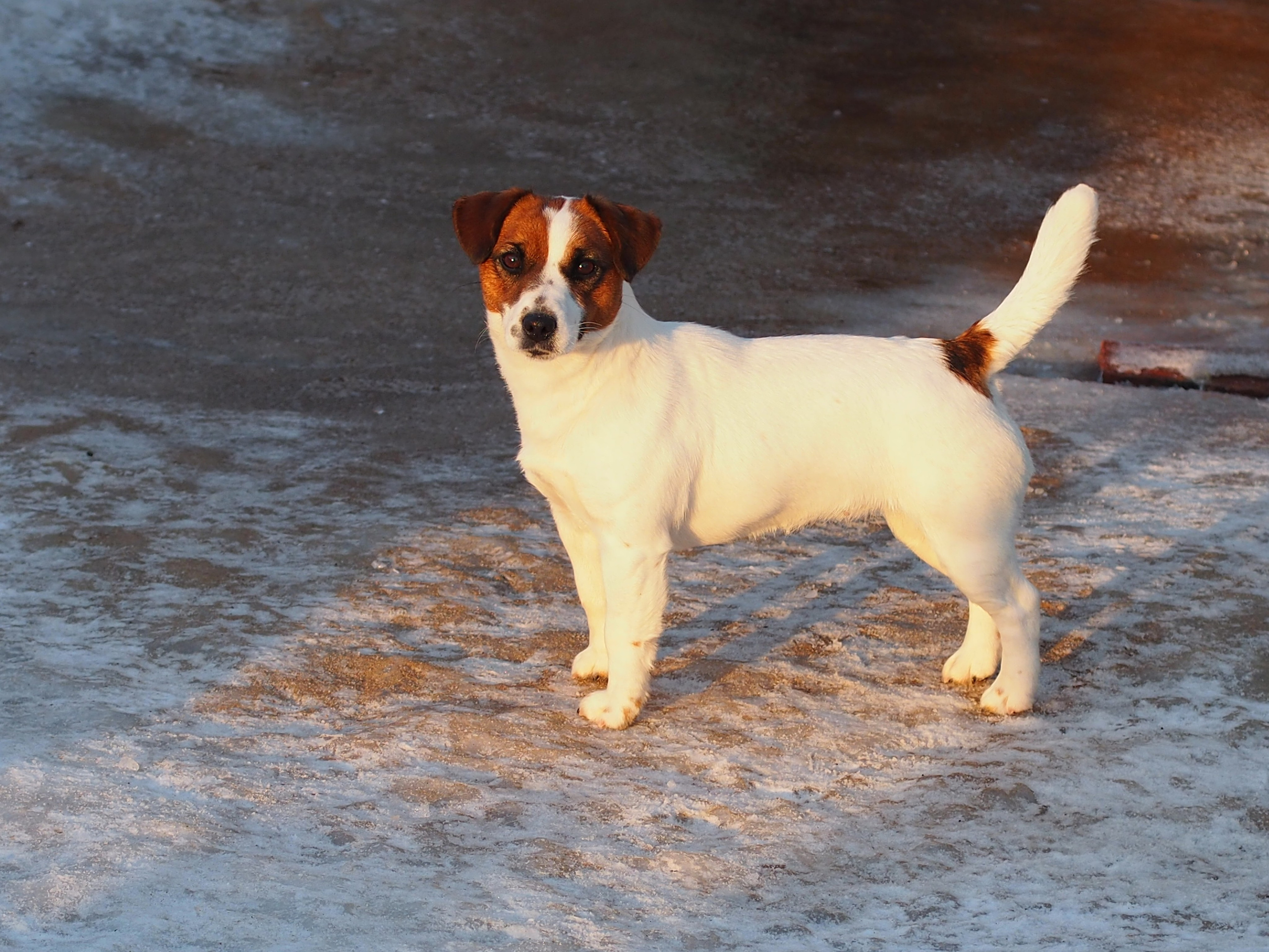 CANE MAESTRO ILANG-ILANG. CANE MAESTRO — kennel Jack Russell Terrier