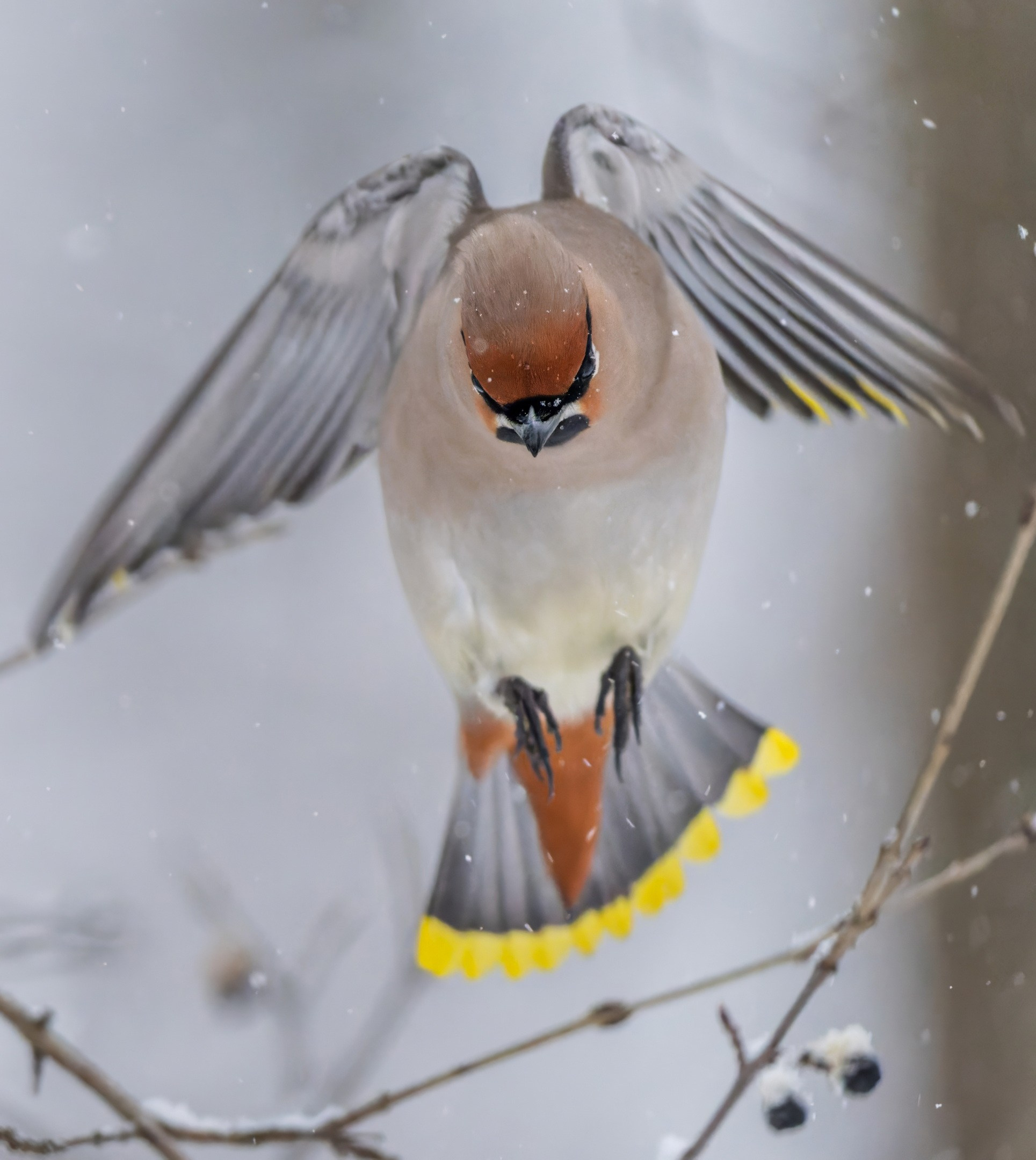 Анималистика. Константин Дем | Фотограф