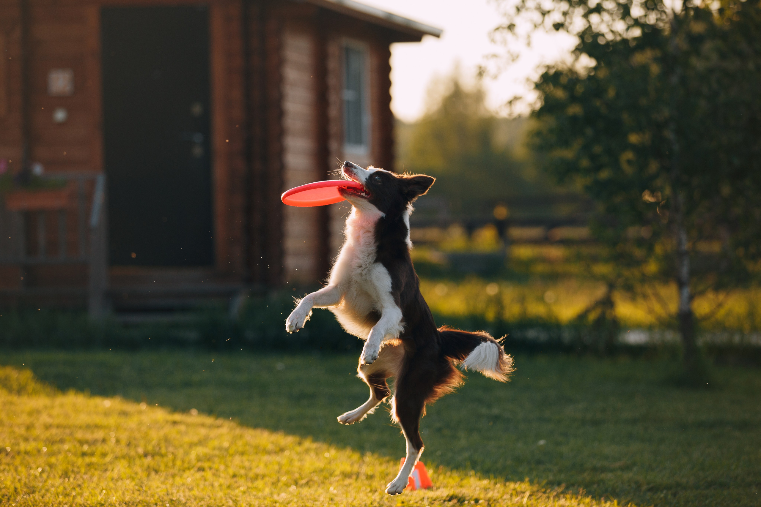 Кинологический лагерь в Горыныче. Фотограф анималист Кристина Карпова, Москва