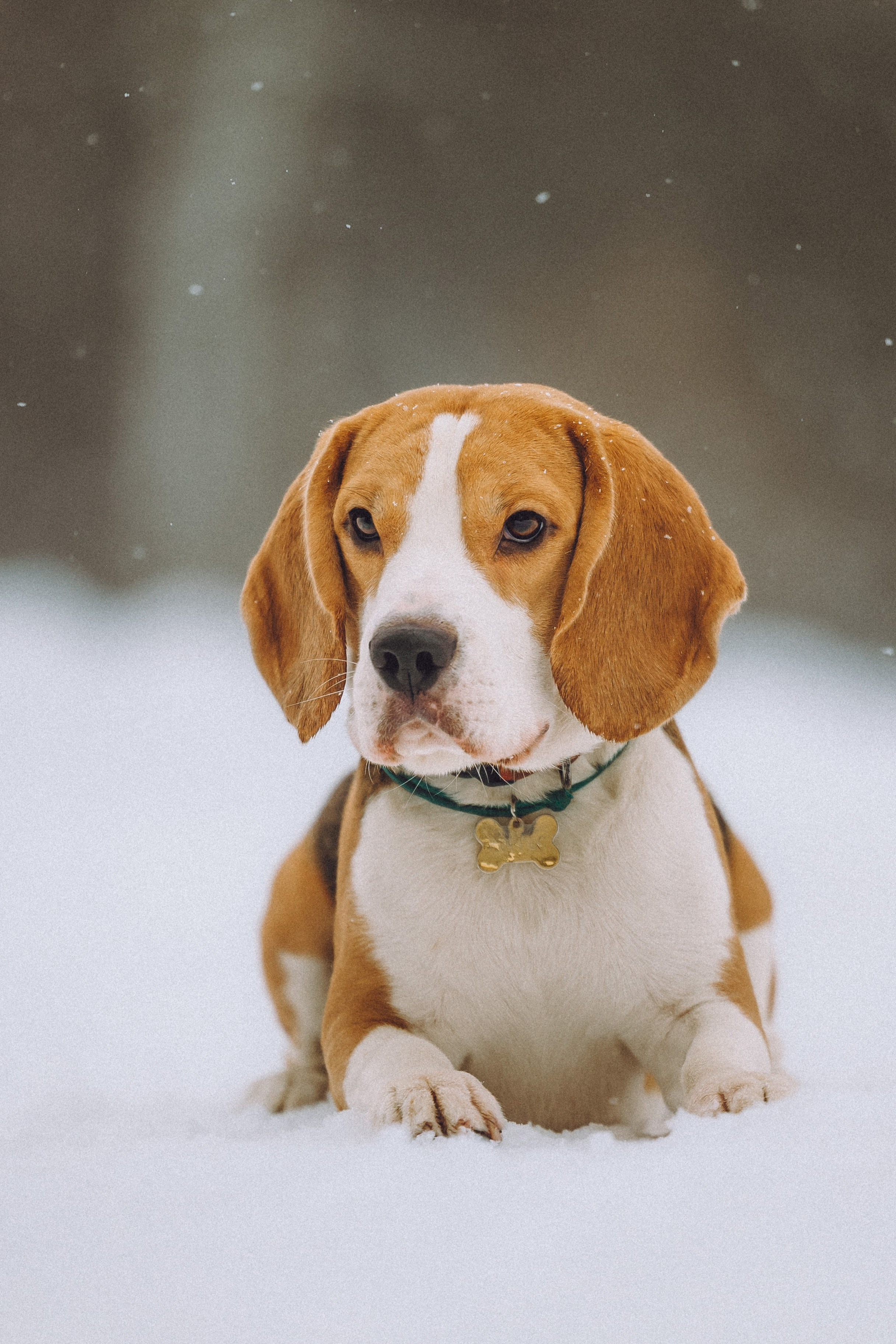 Роман, Портер и Коррес