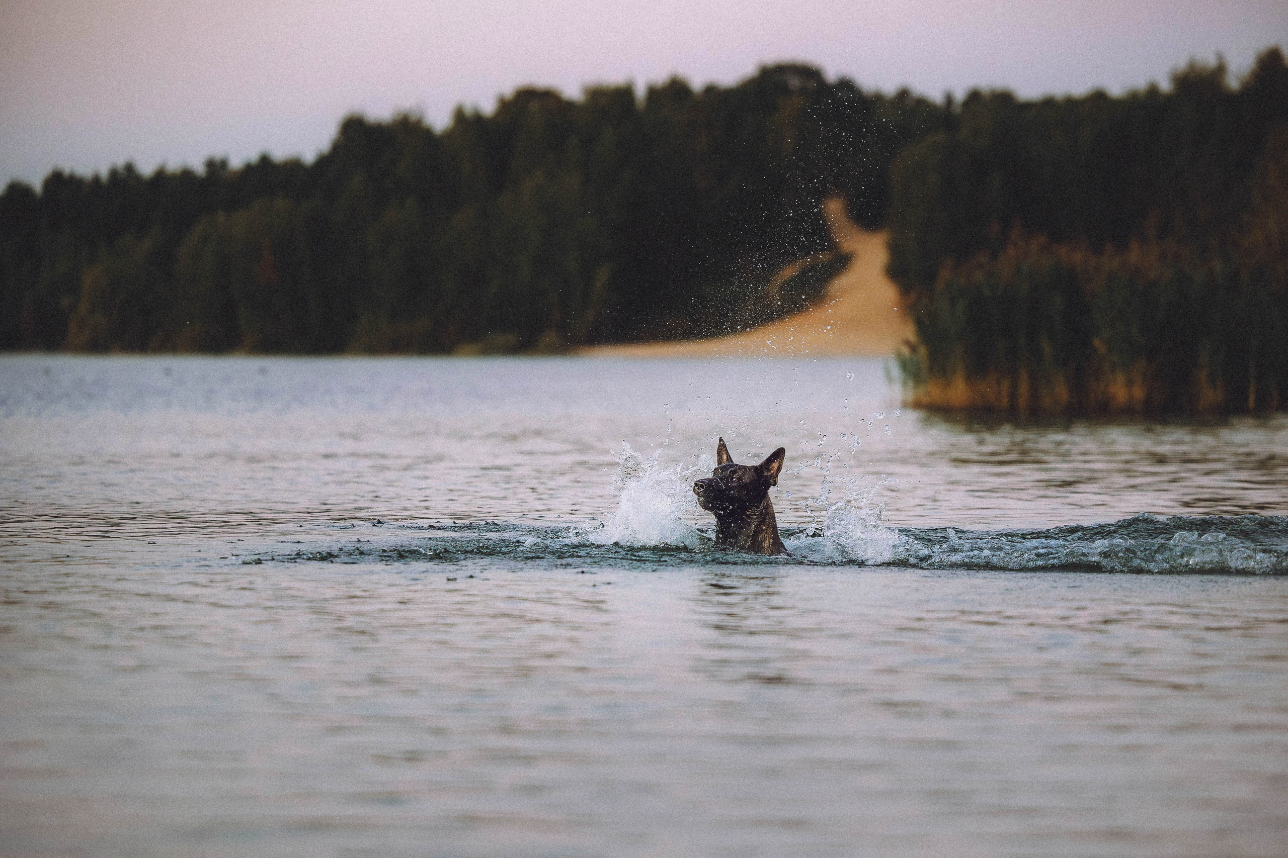 Таня, Ерш и Оллик