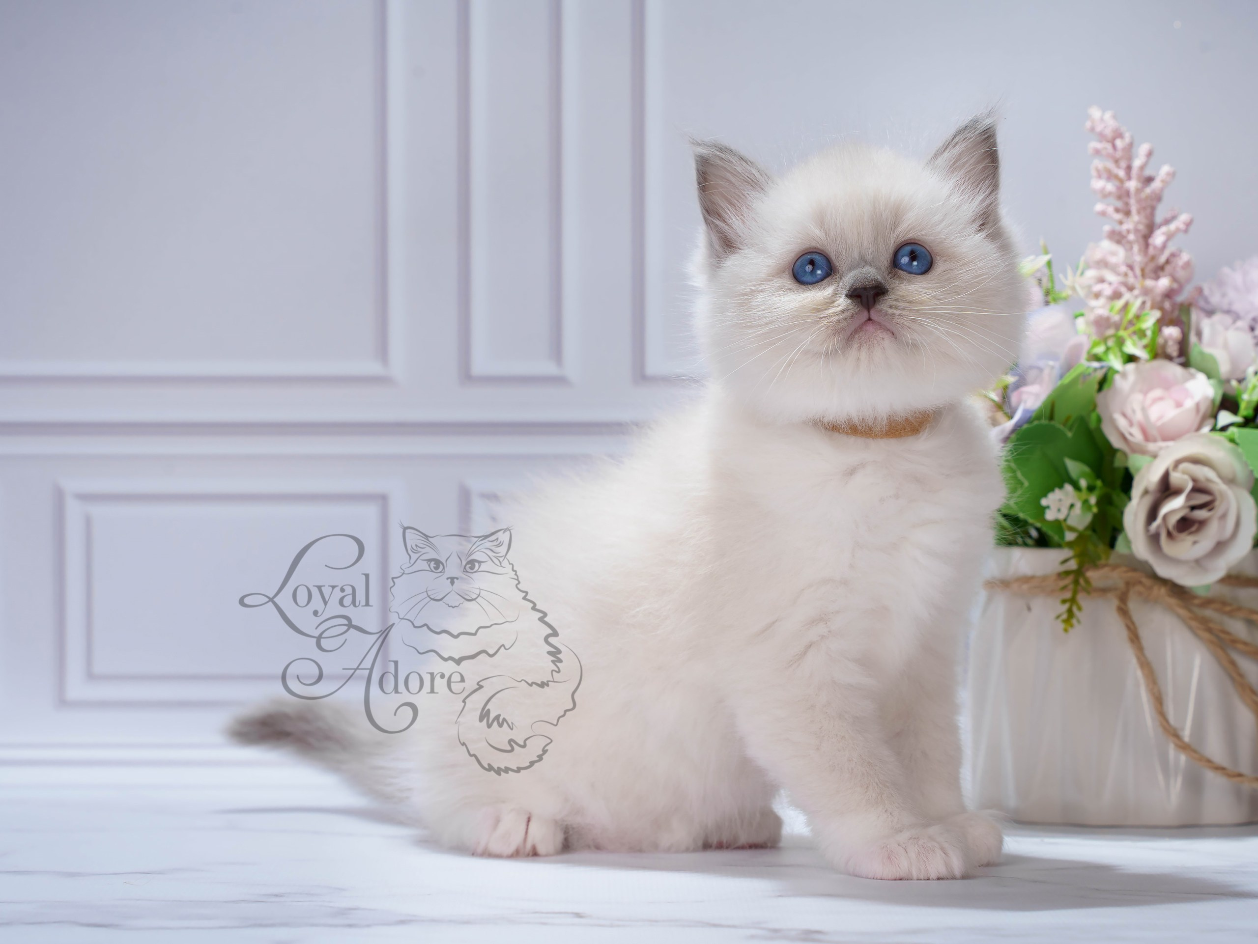 Котята рэгдолл от Loyal Adore. Питомник рэгдолл Loyal Adore