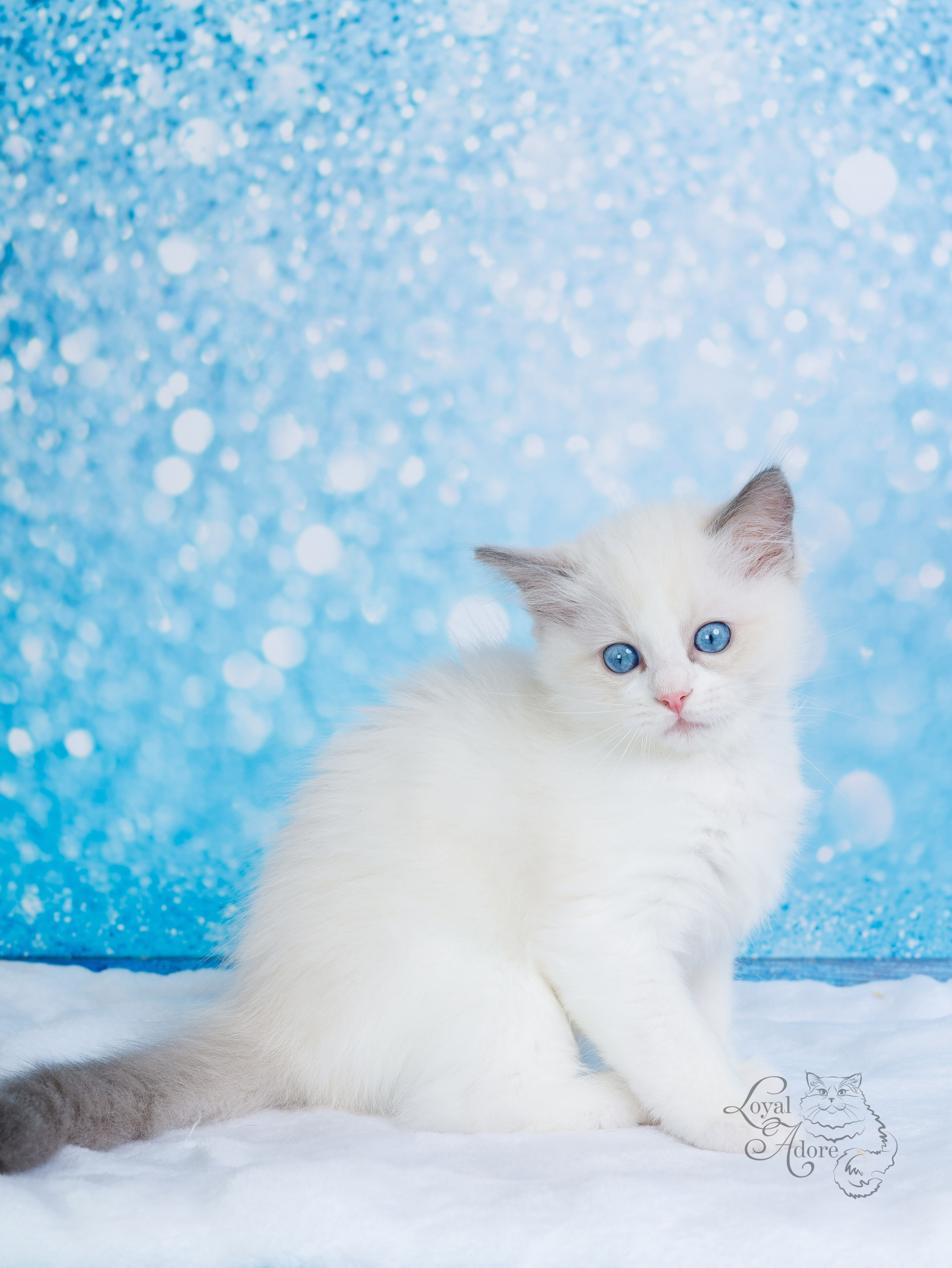 Котята рэгдолл от Loyal Adore. Питомник рэгдолл Loyal Adore