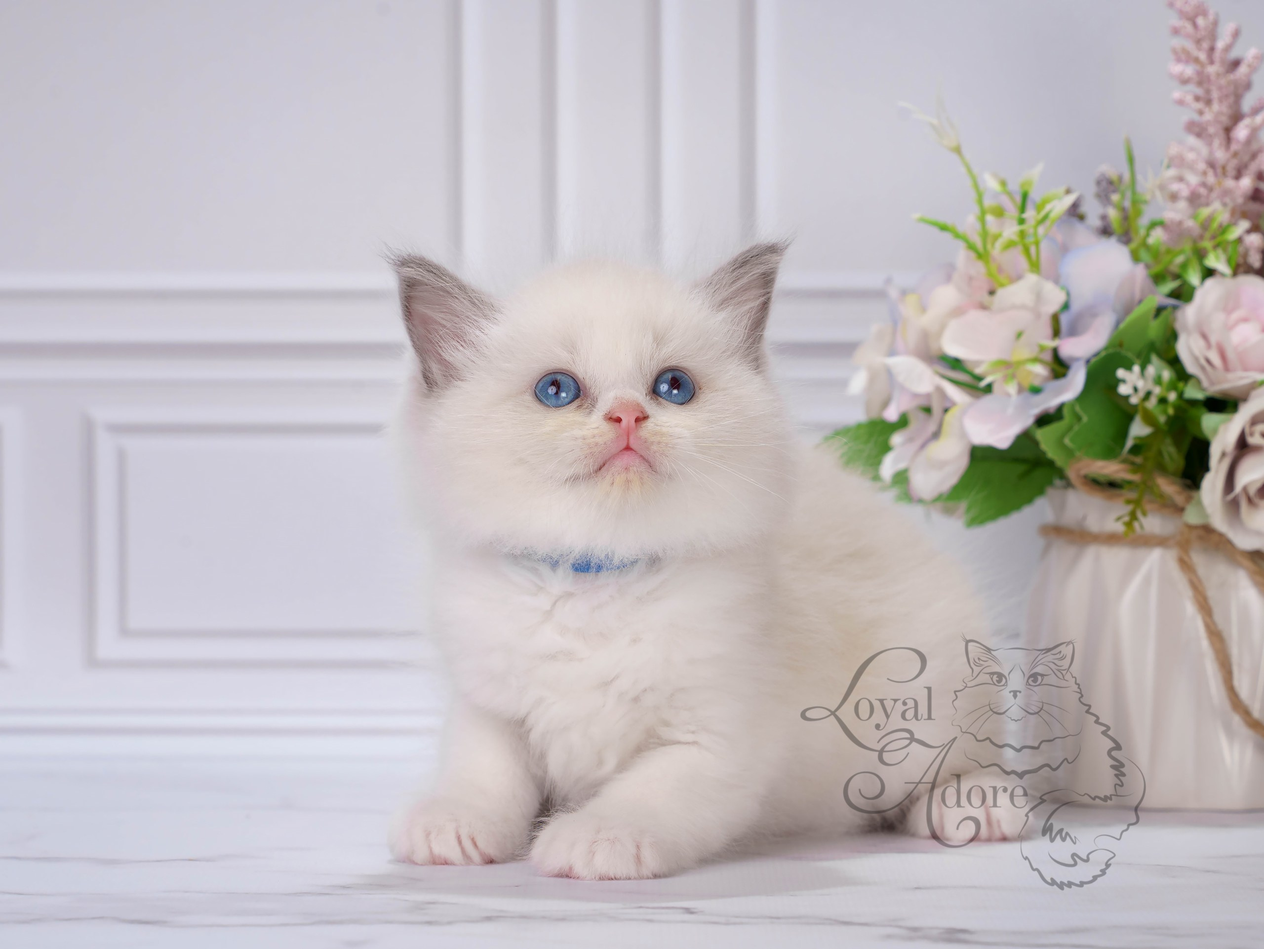 Котята рэгдолл от Loyal Adore. Питомник рэгдолл Loyal Adore