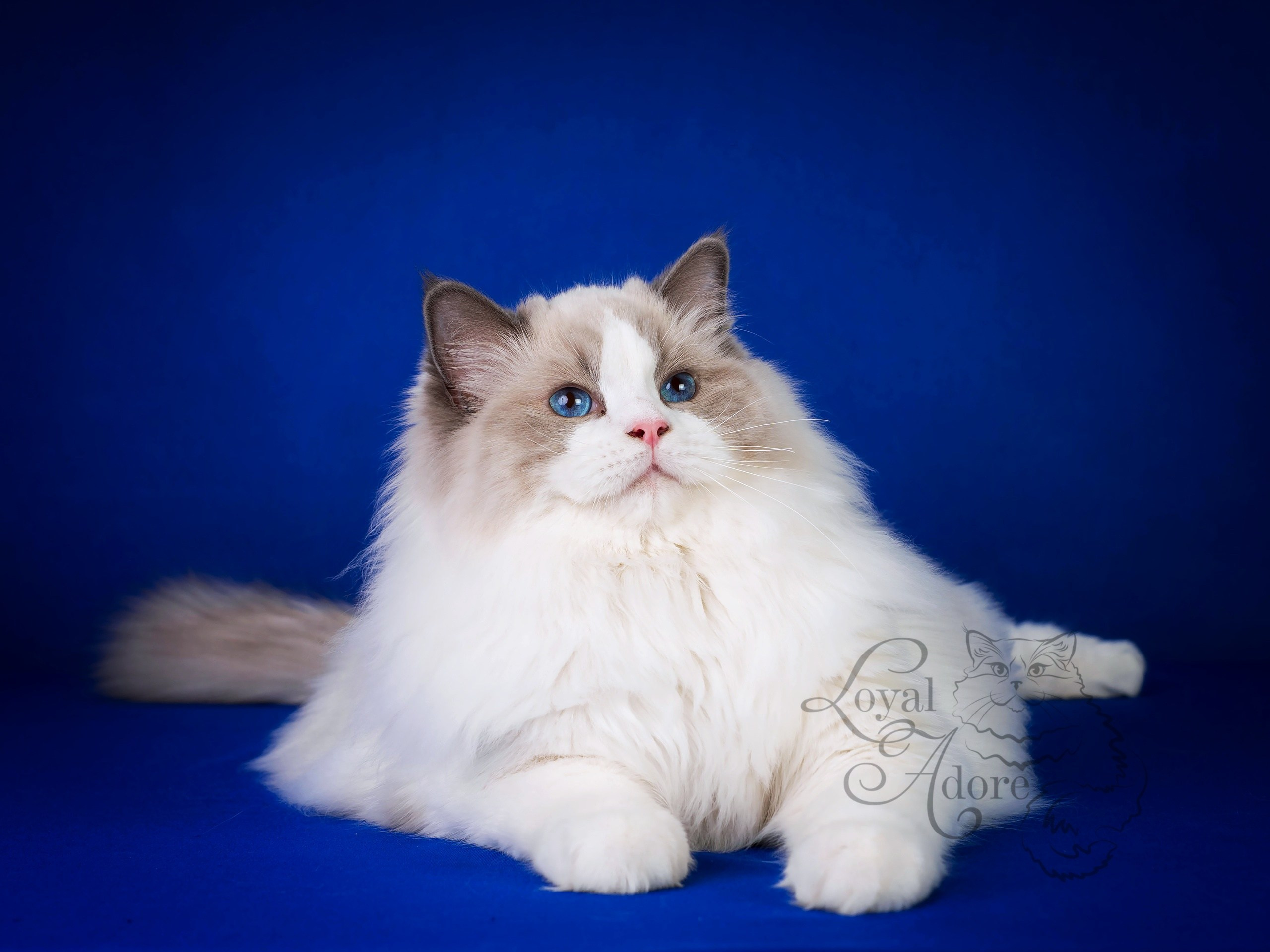 Коты производители Loyal Adore. Питомник рэгдолл Loyal Adore