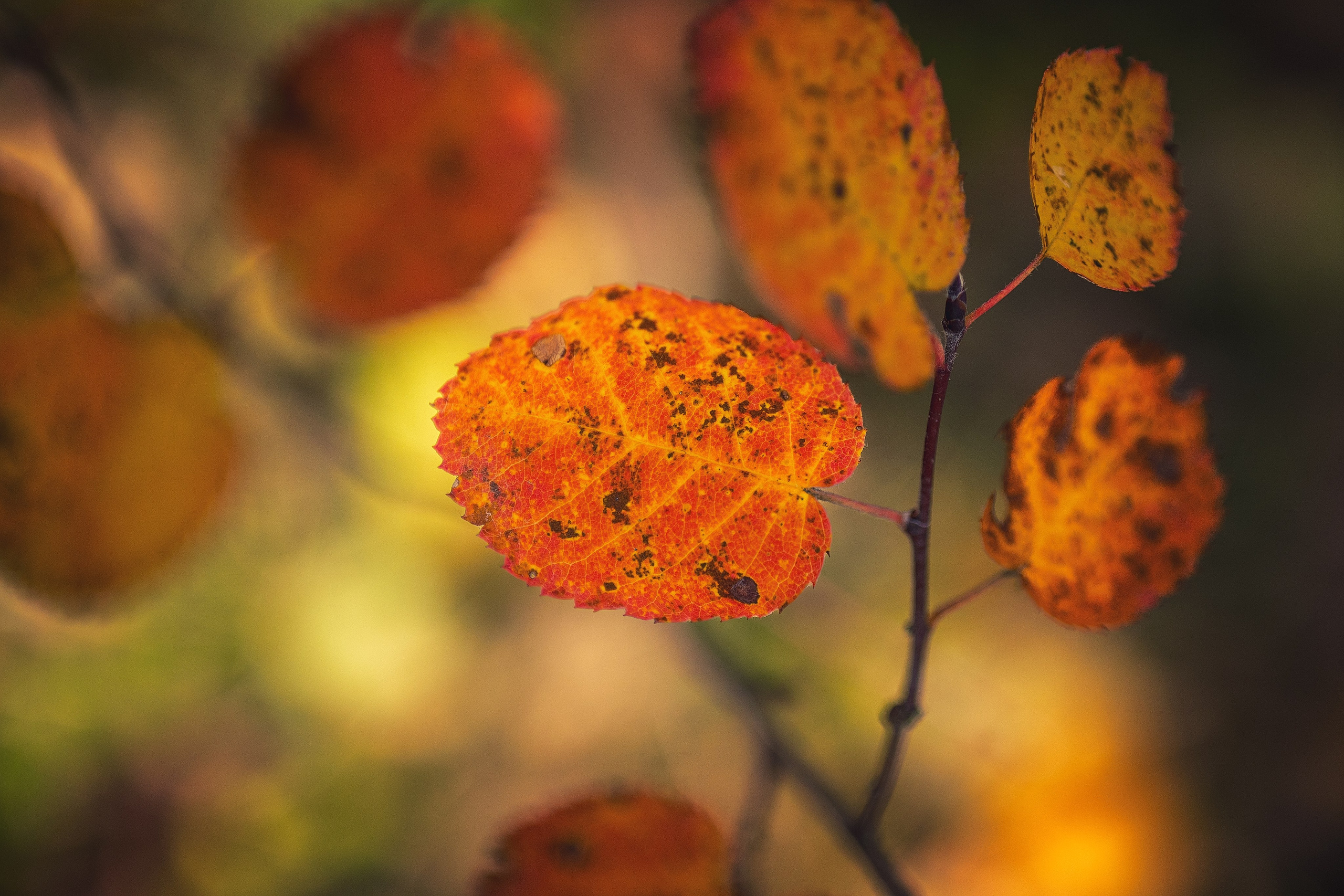 Краски осени. Макро. Николай Брытков — фотограф в Туле
