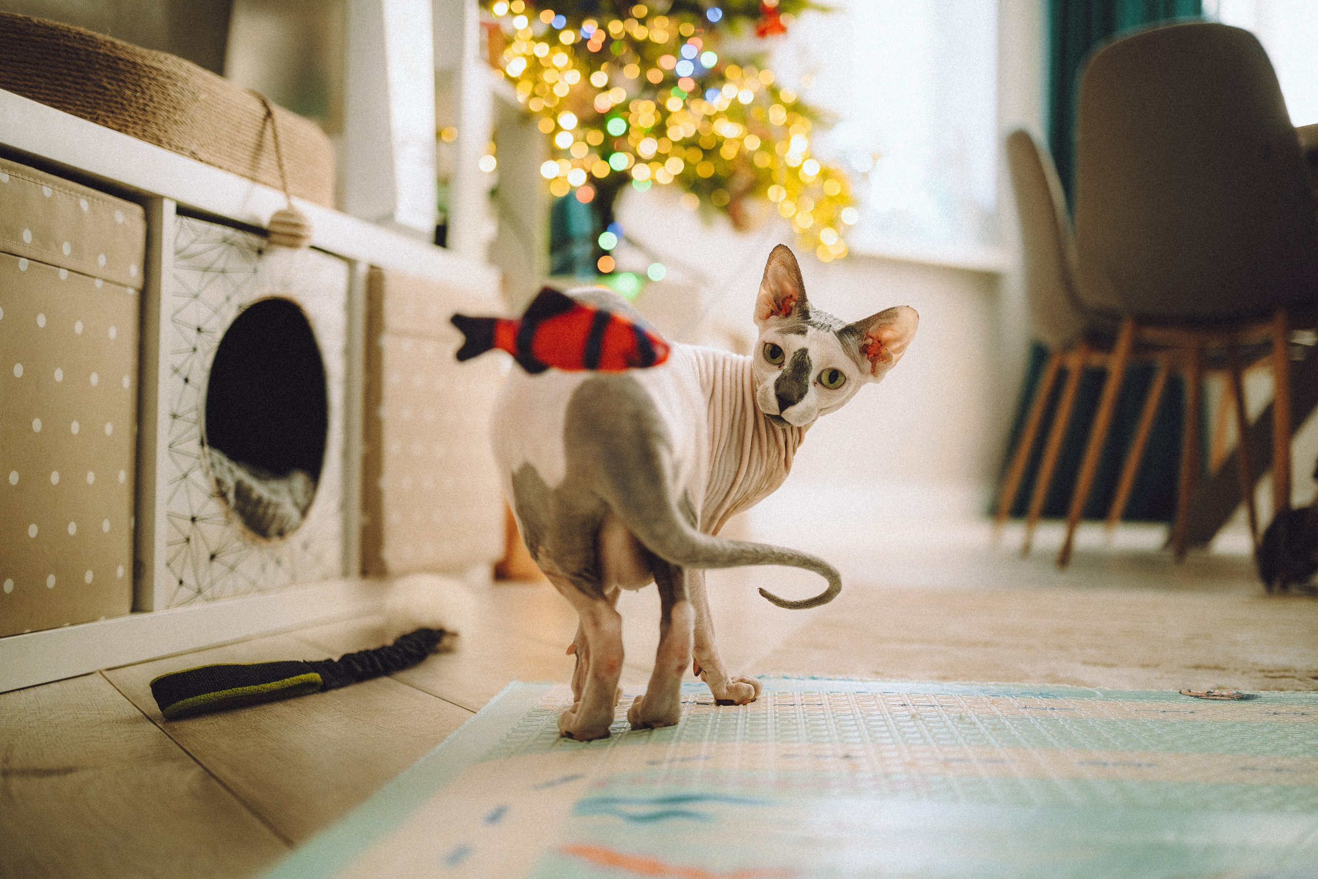 Топик и его семья