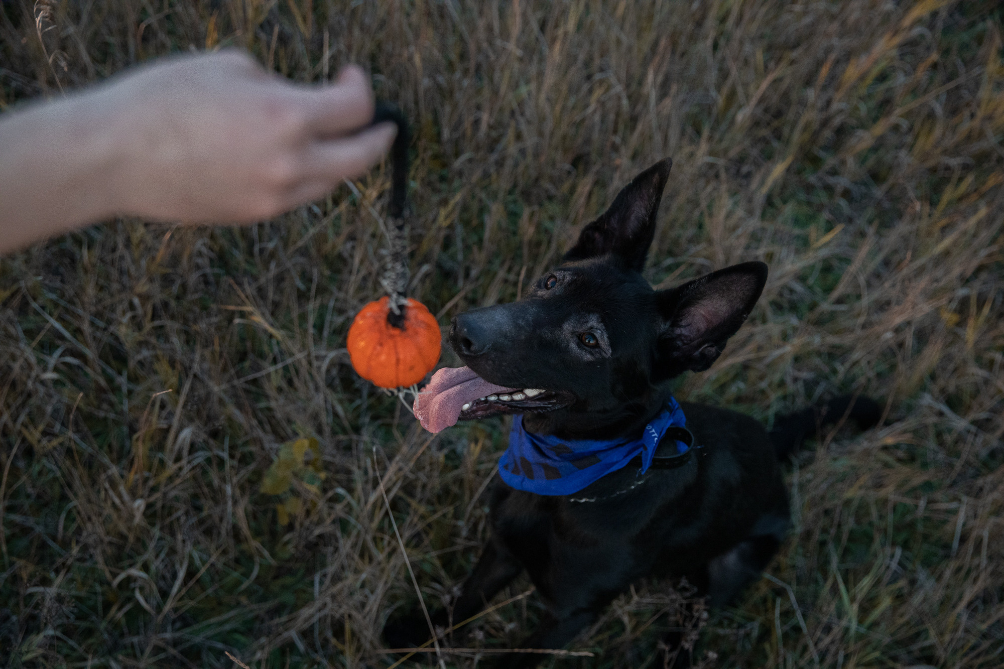 Фотопрогулка с собакой. Фотограф в Новосибирске