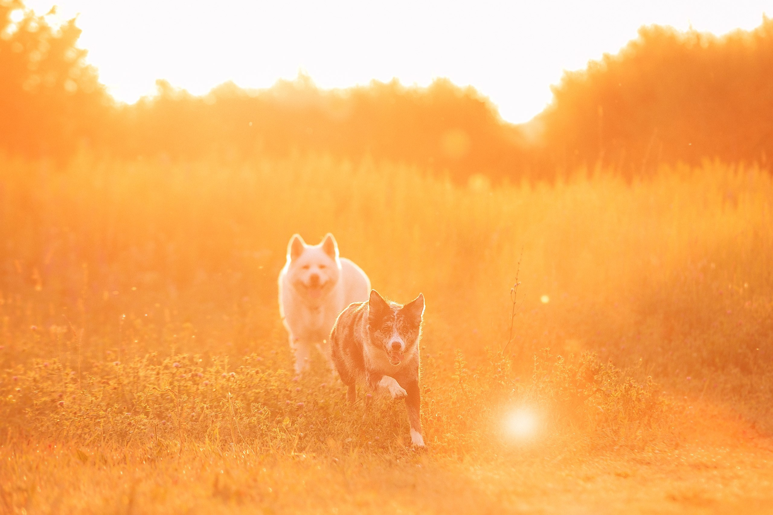 Таня и команда на рассвете. Фотограф анималист Кузнецова Анна Нижний Новгород